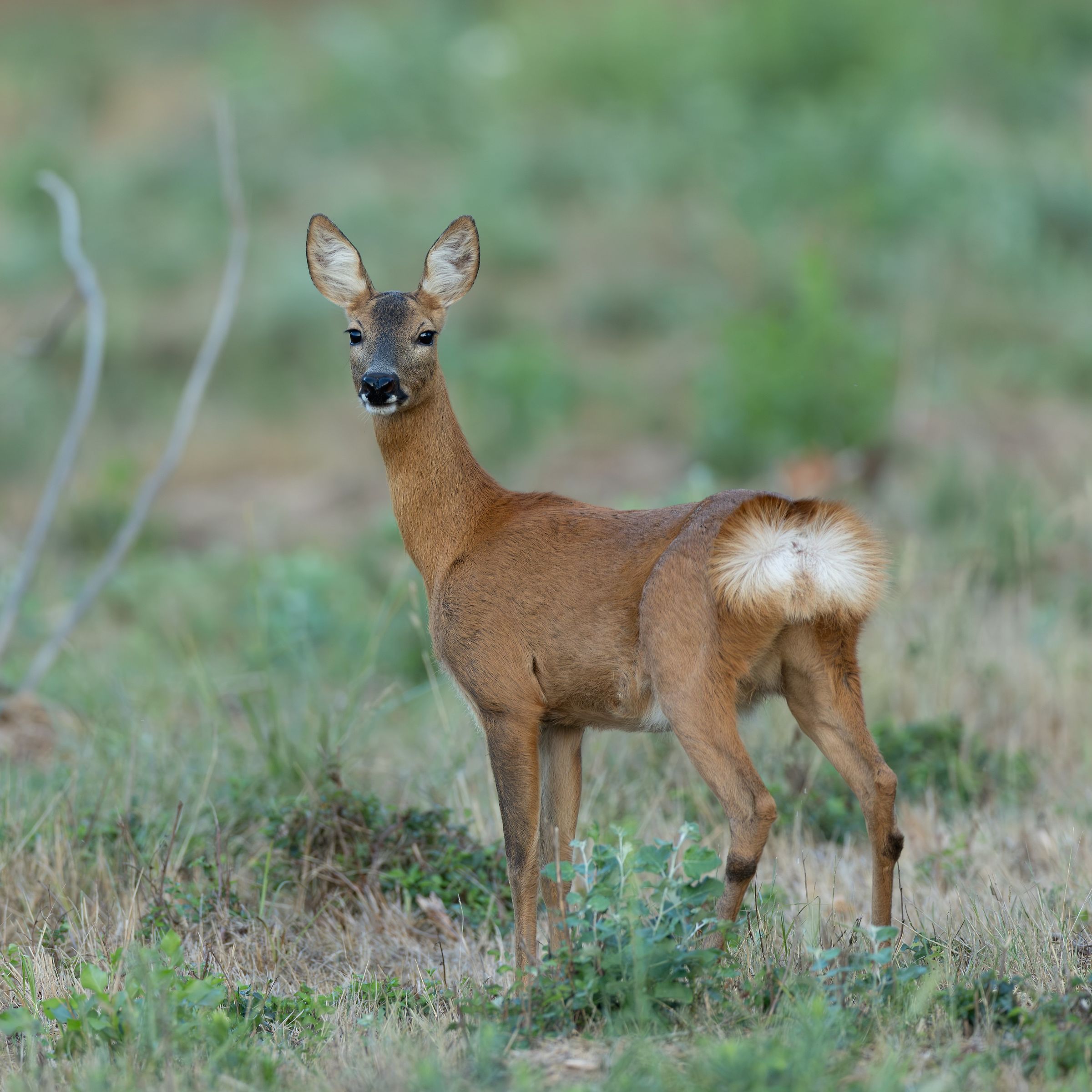 Roe deer - my eyes