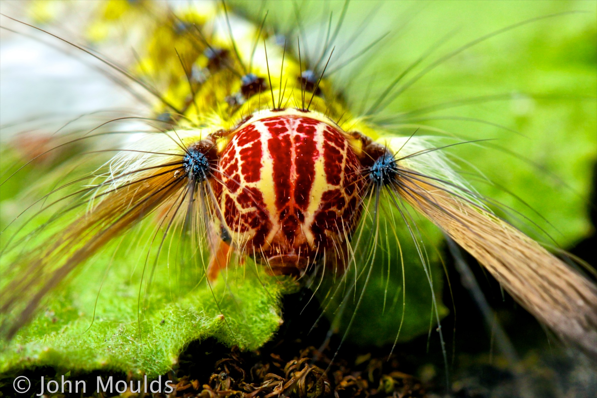 Caterpillar Cittadella di Hue.