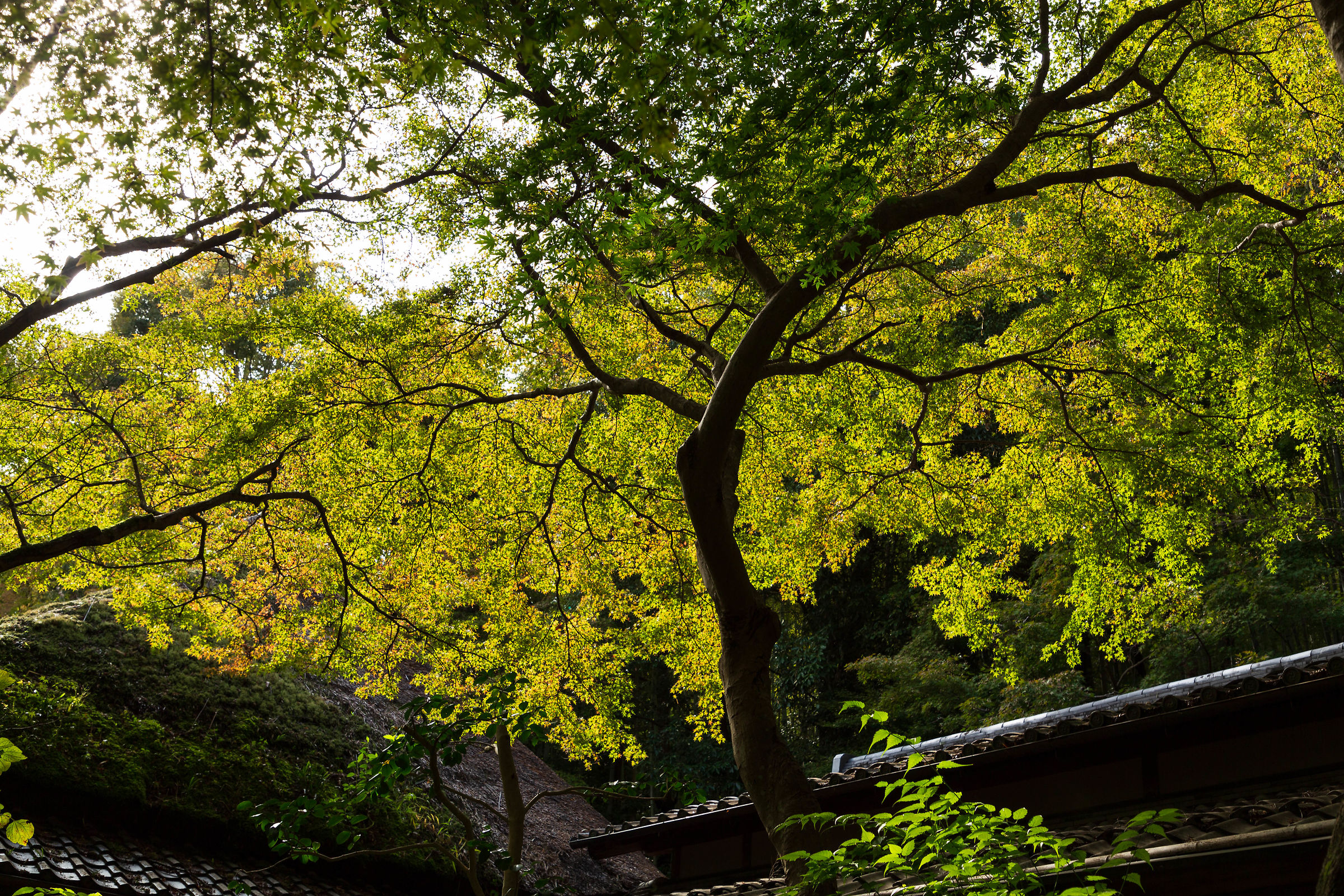 Over_green