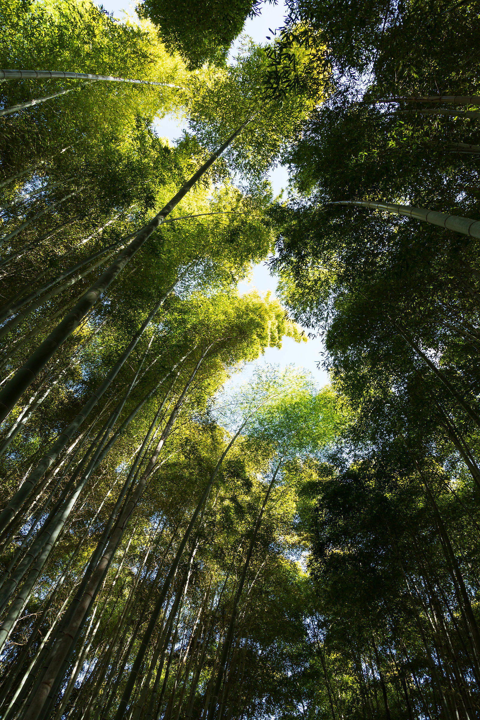 Arashiyama Bamboo Forest