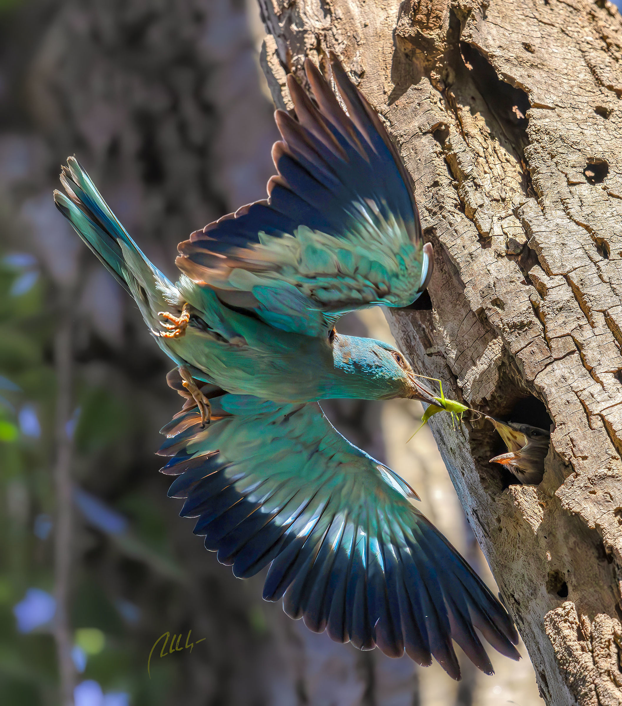 Coracias garrulus (Ghiandaia marina)
