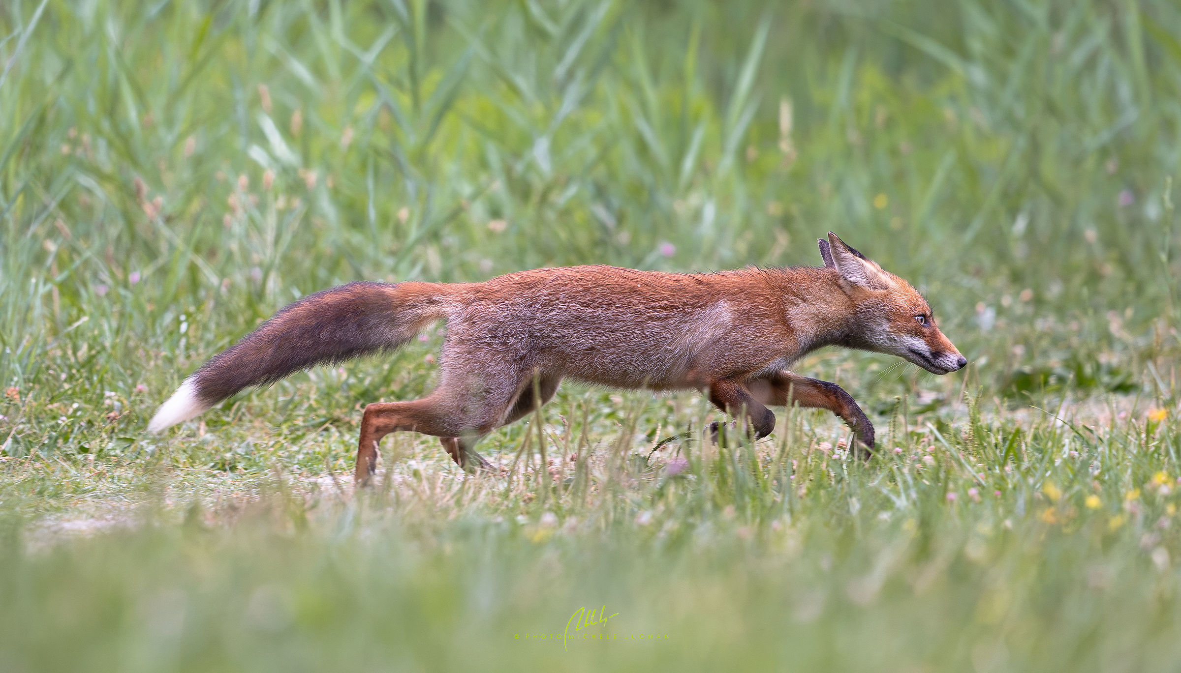 runnin' wild