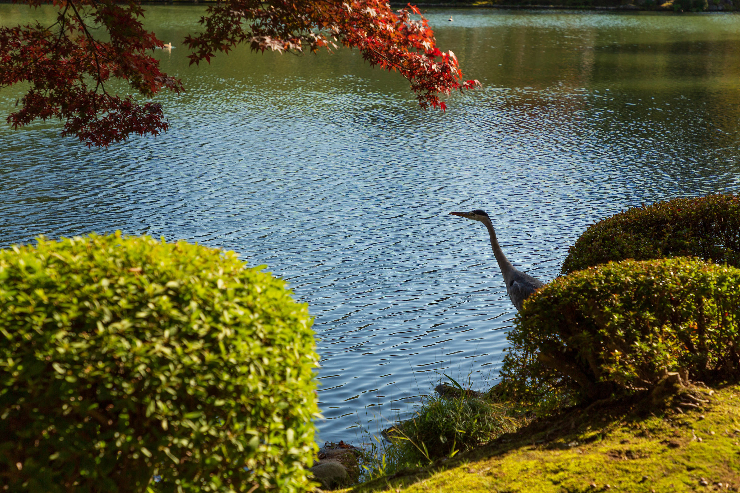 Colibri a Kanazawa