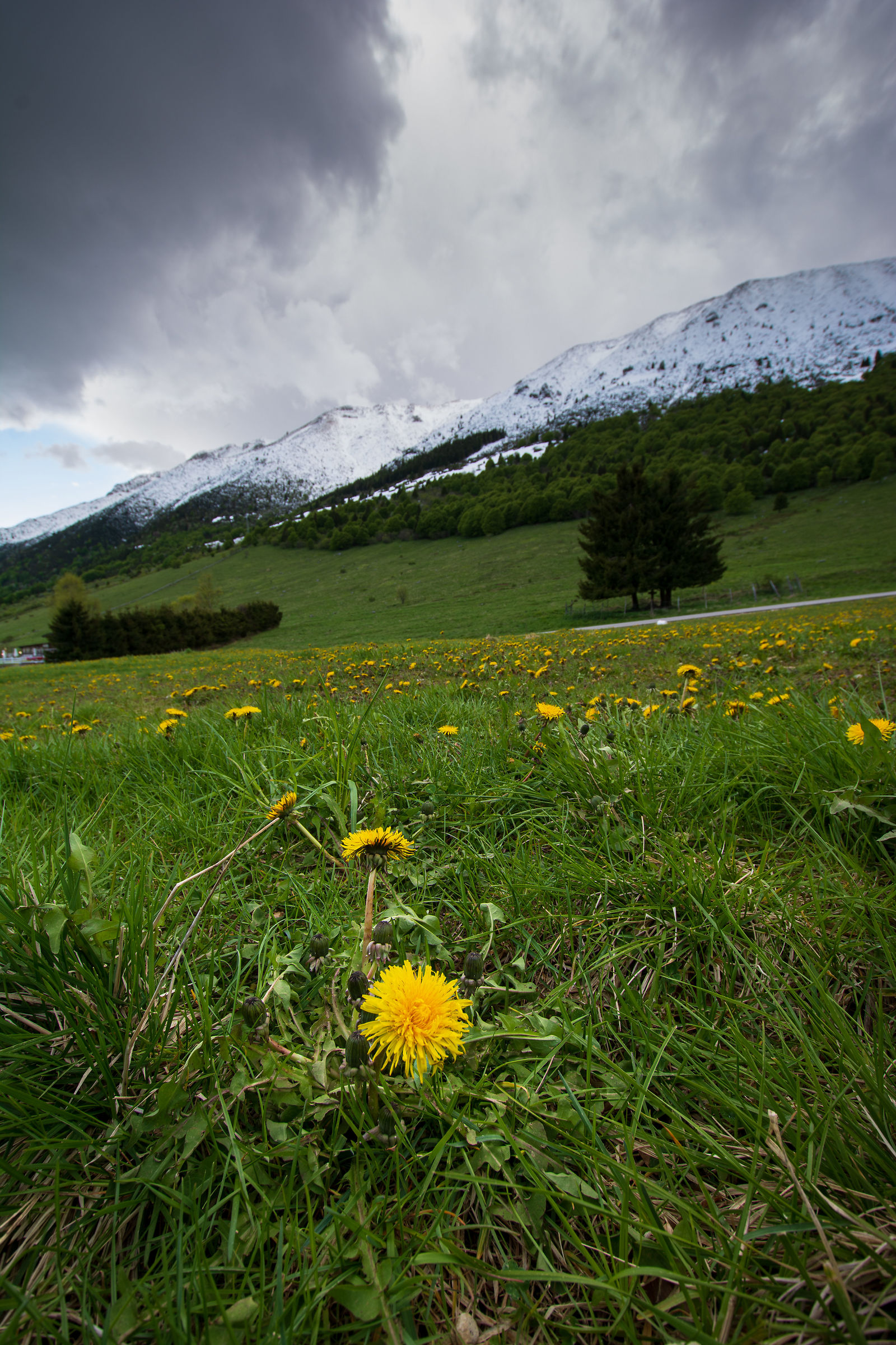 The first flowers on Mount Baldo between snow and storms