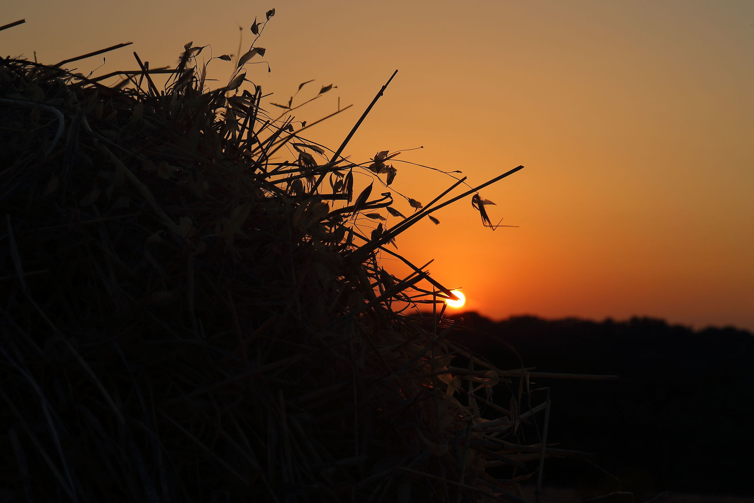 Silhouette-Sunset