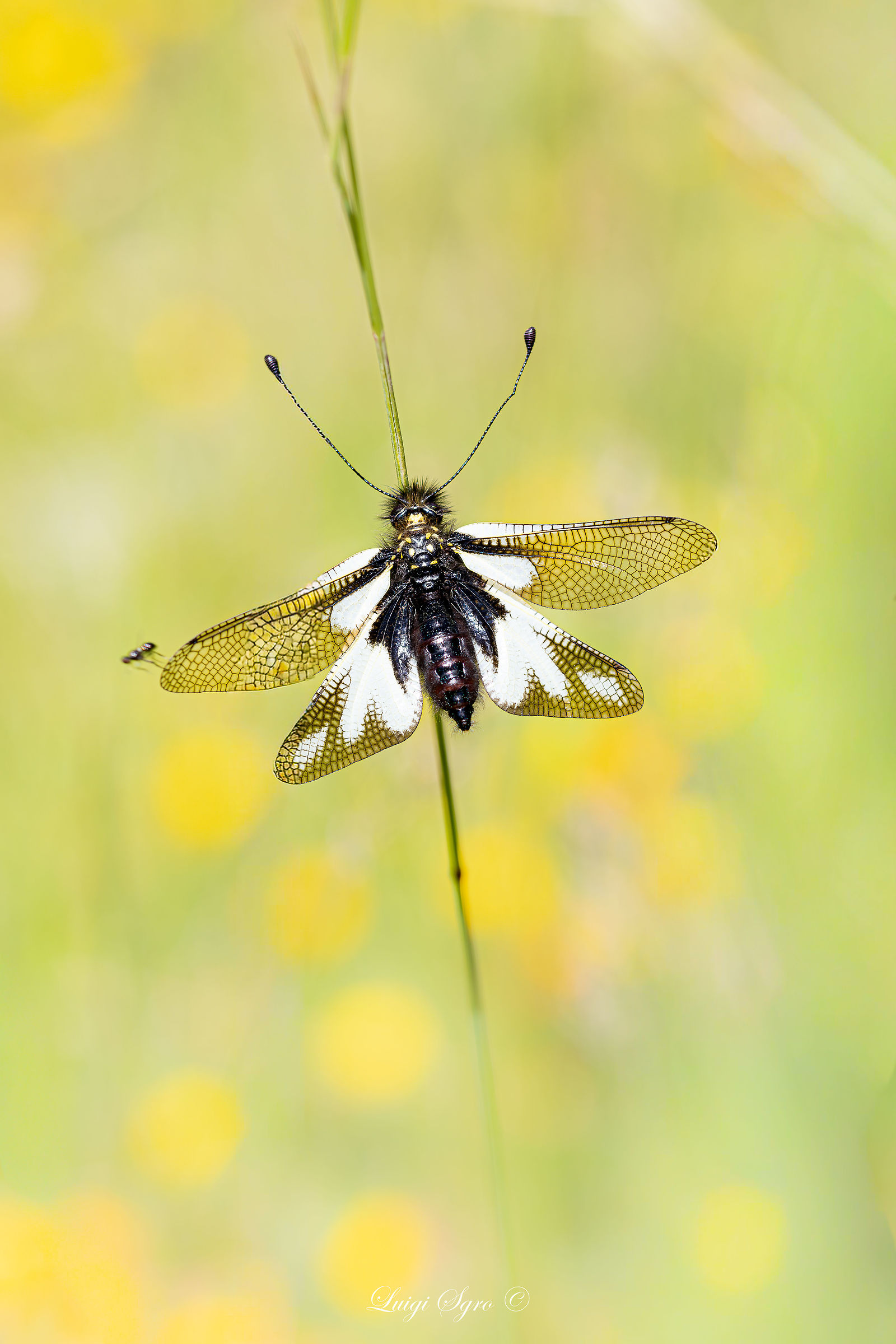 Libelloides coccajus
