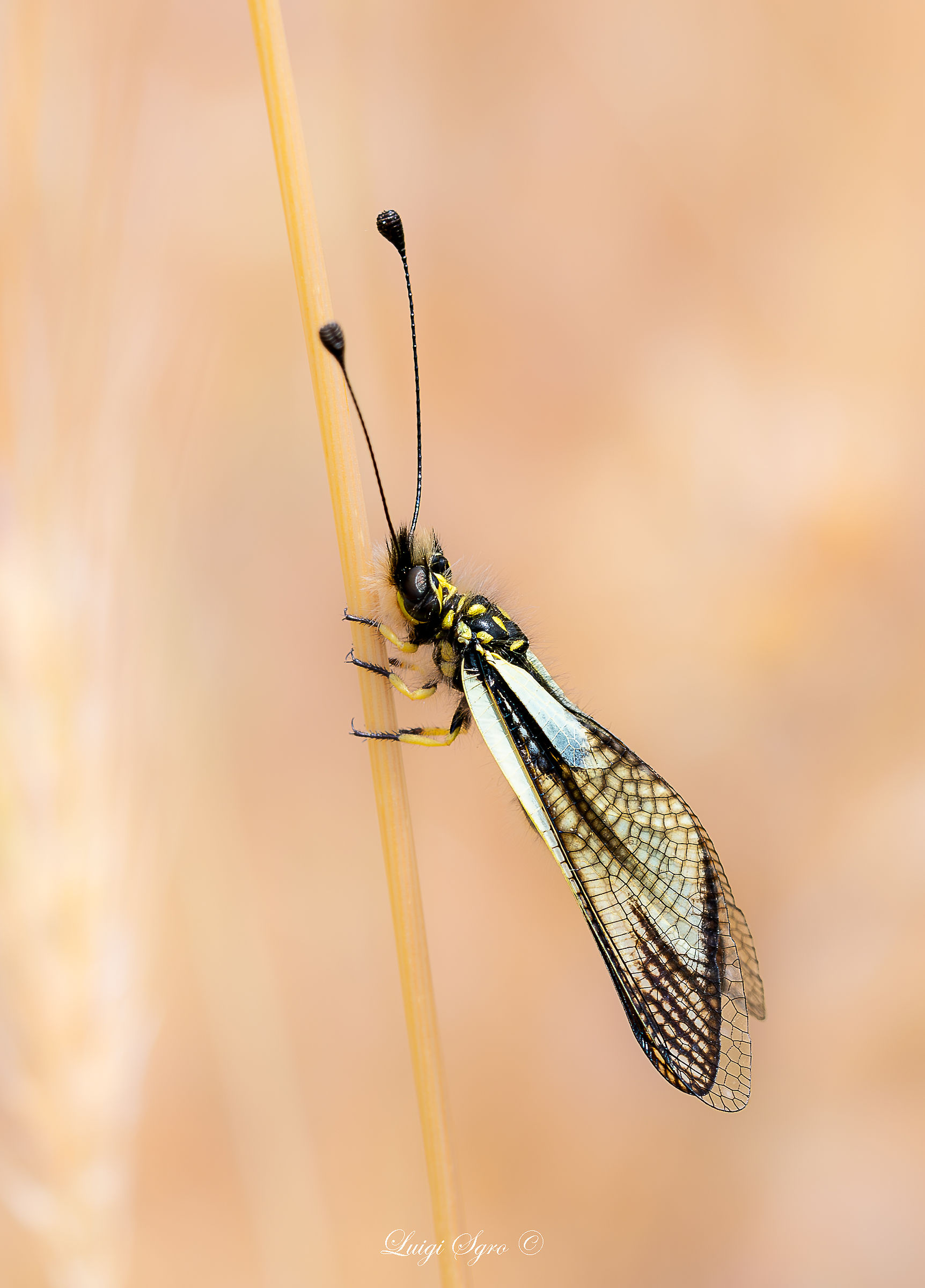 Libelloides