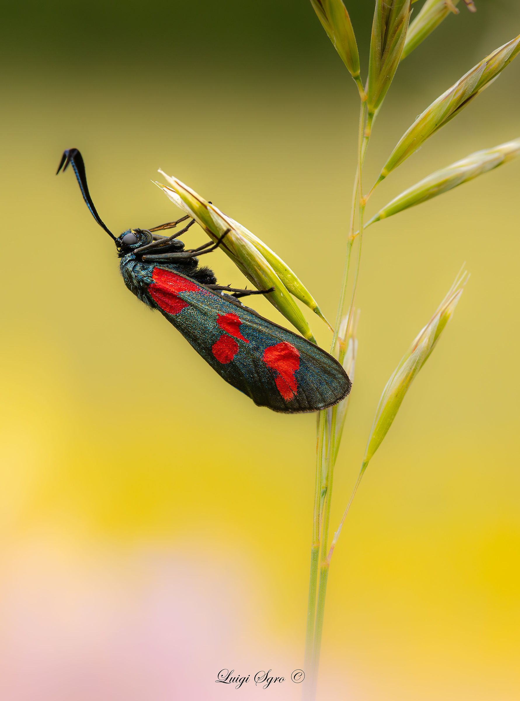 Zygaena filipendulae
