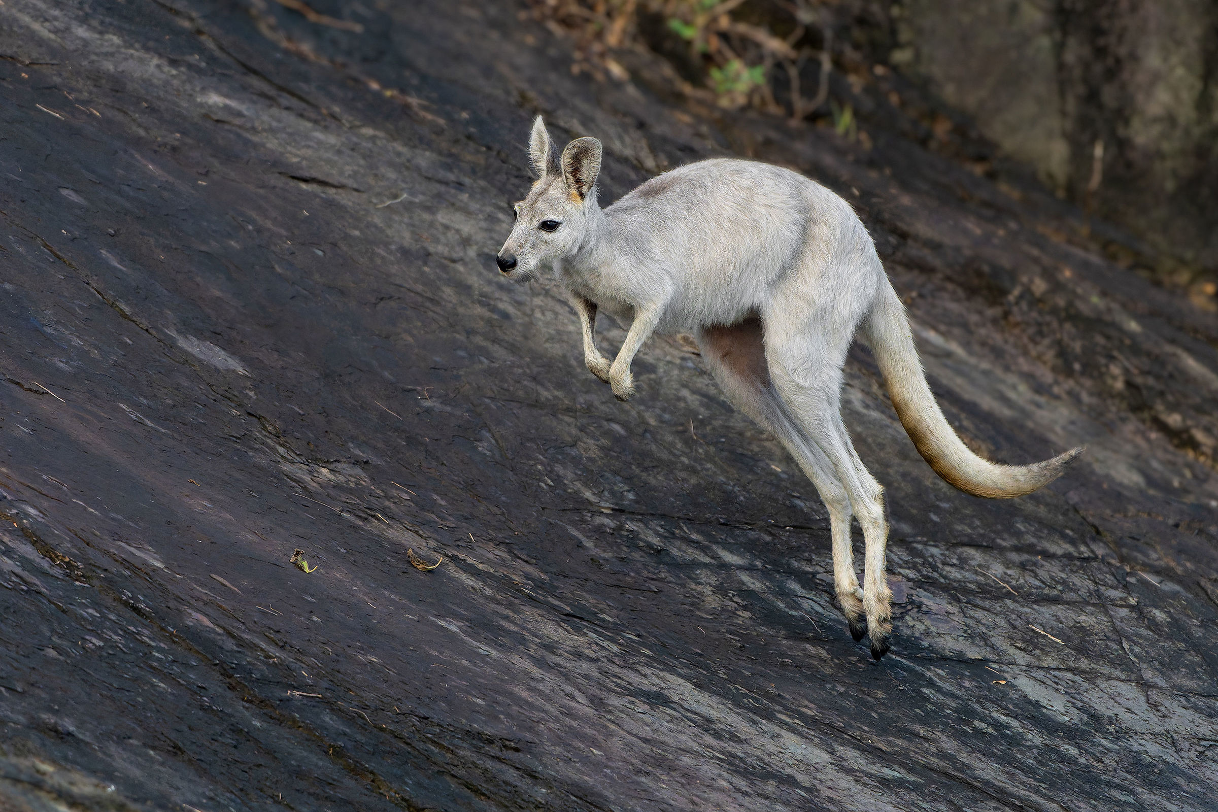 Wallaroo comune (Osphranter robustus)