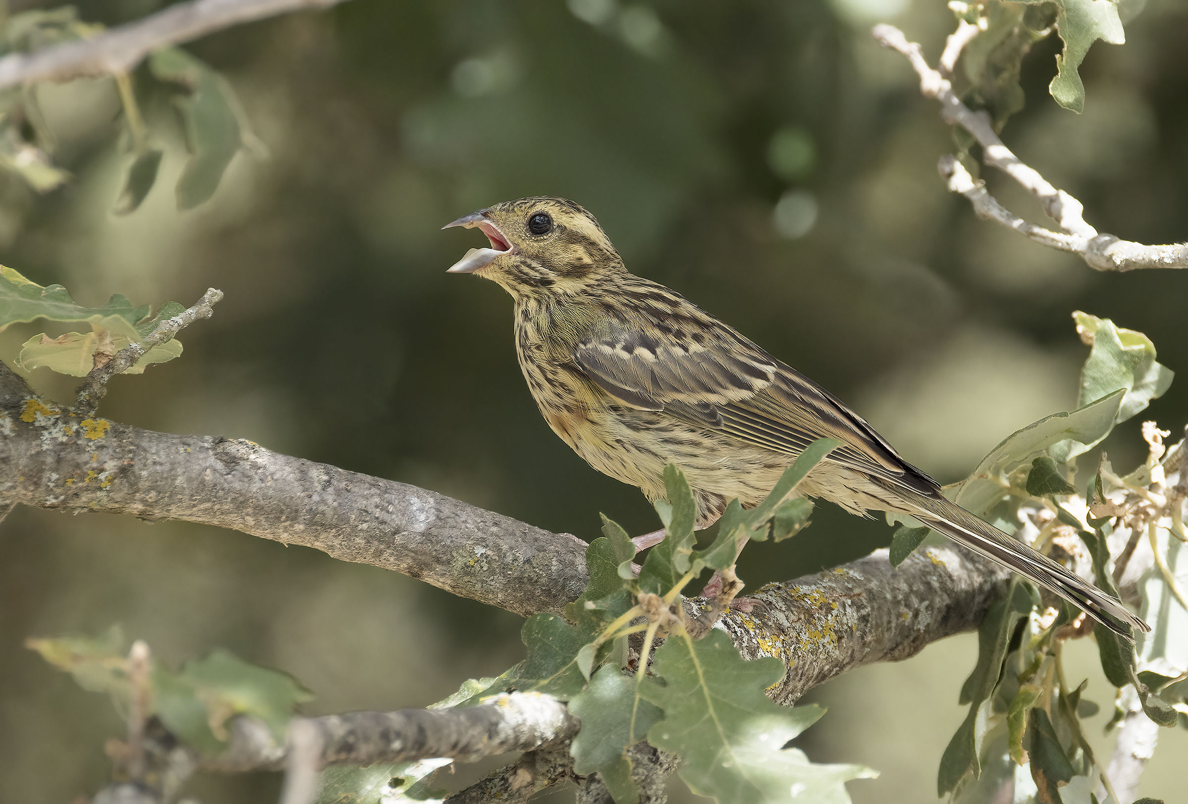 Black Singing Bunting
