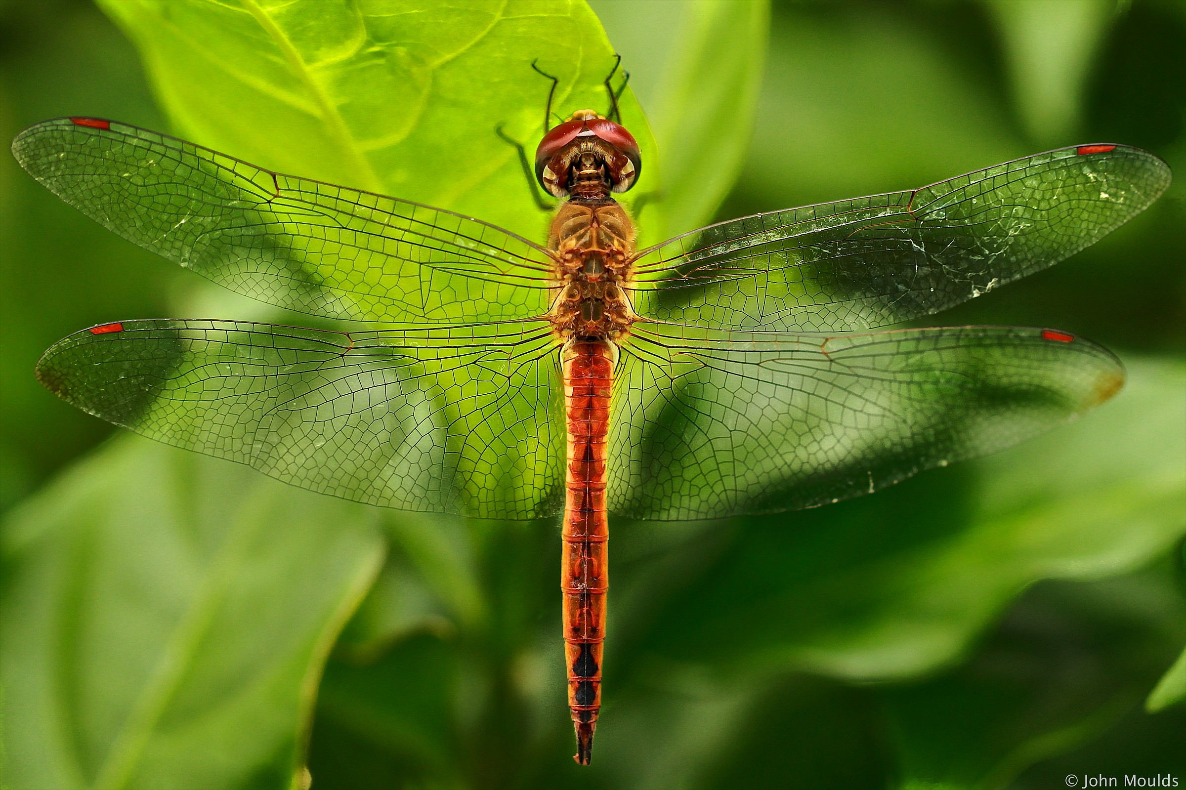Libellula Hue Cittadella ...