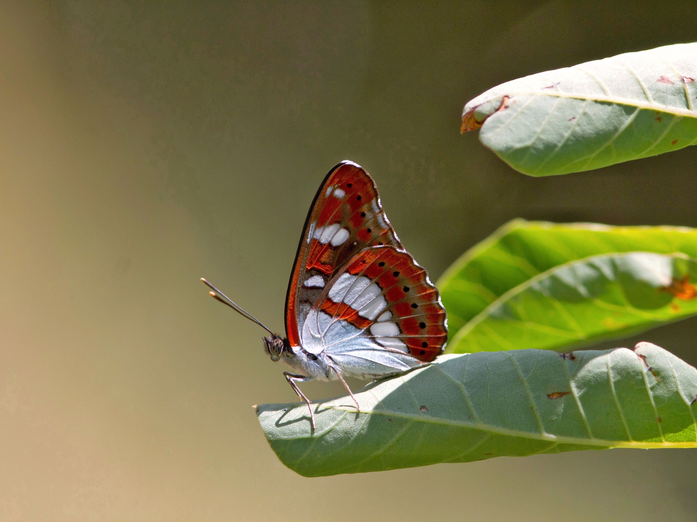 Blue Silvanus (Limenitis reducta)