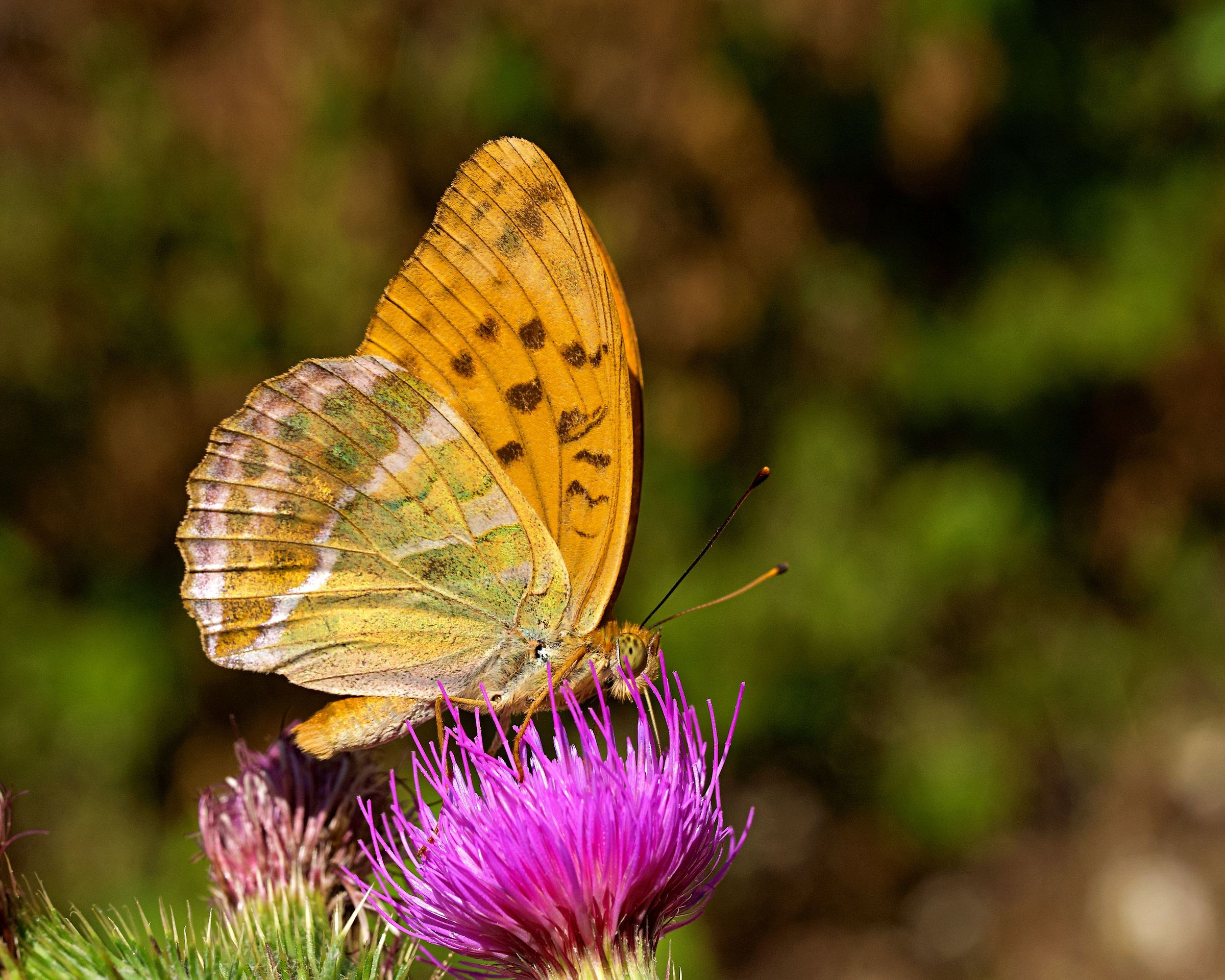 Argynnis paphia