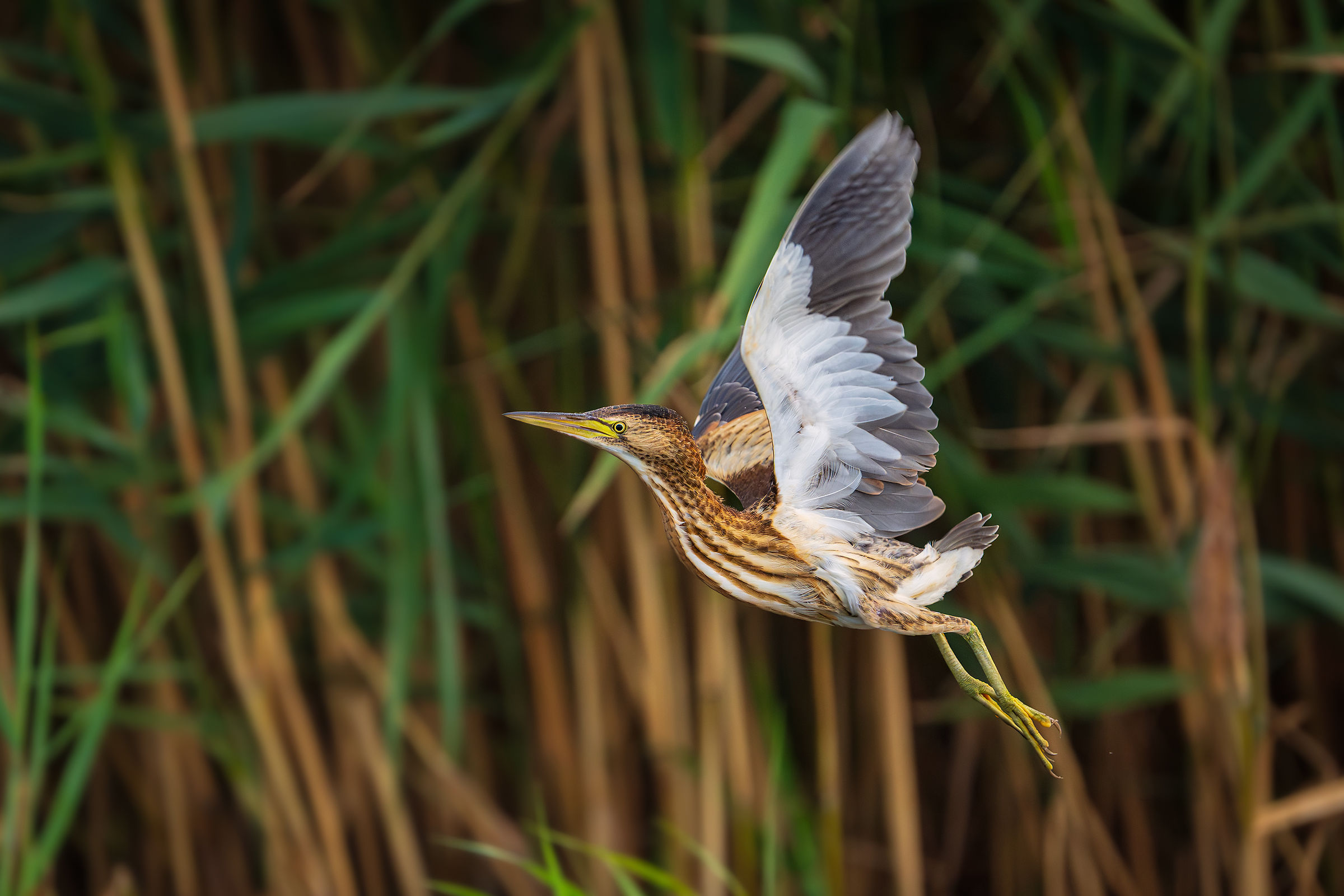 Flying out of the reeds