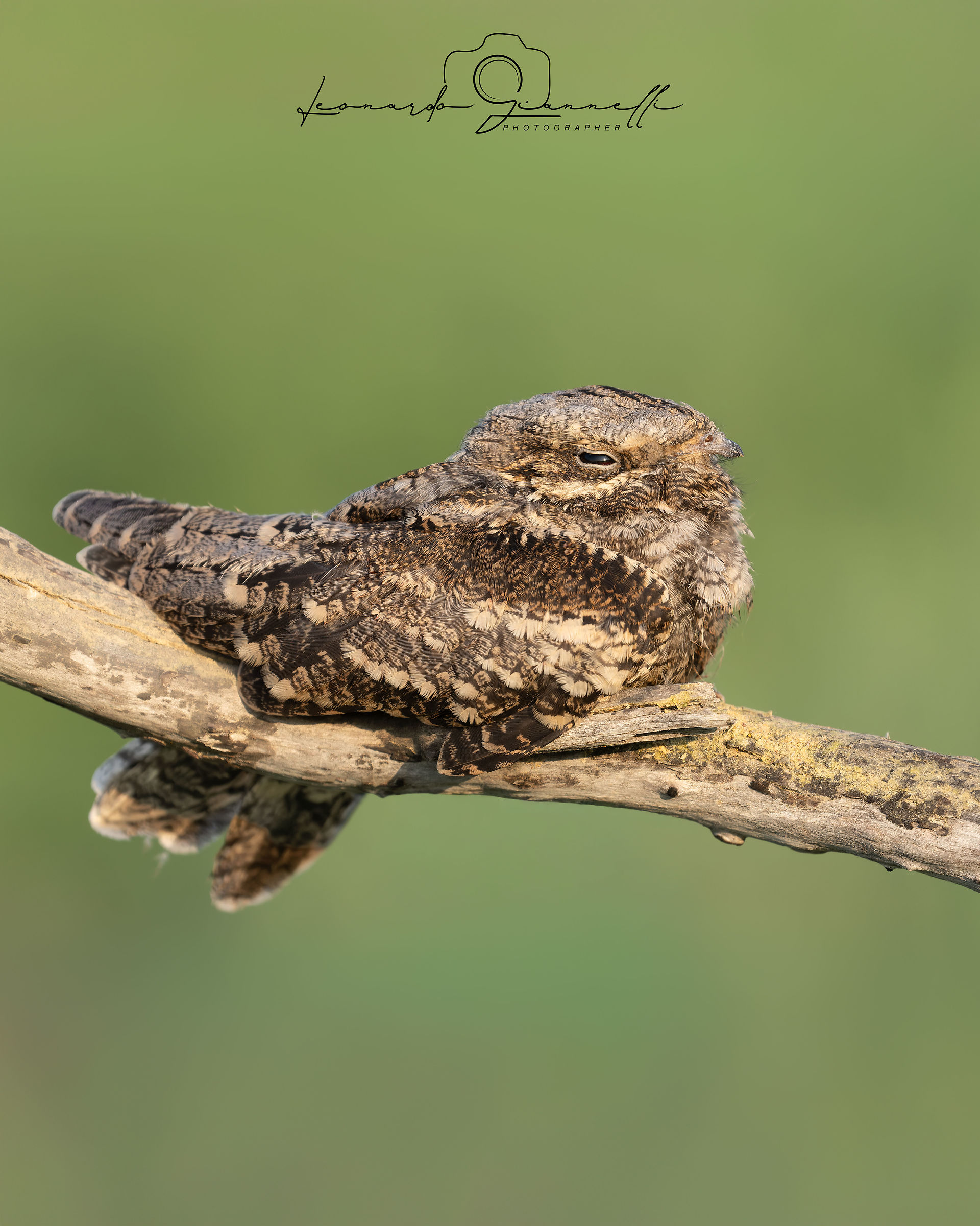 Nightjar (Caprimulgus europaeus)