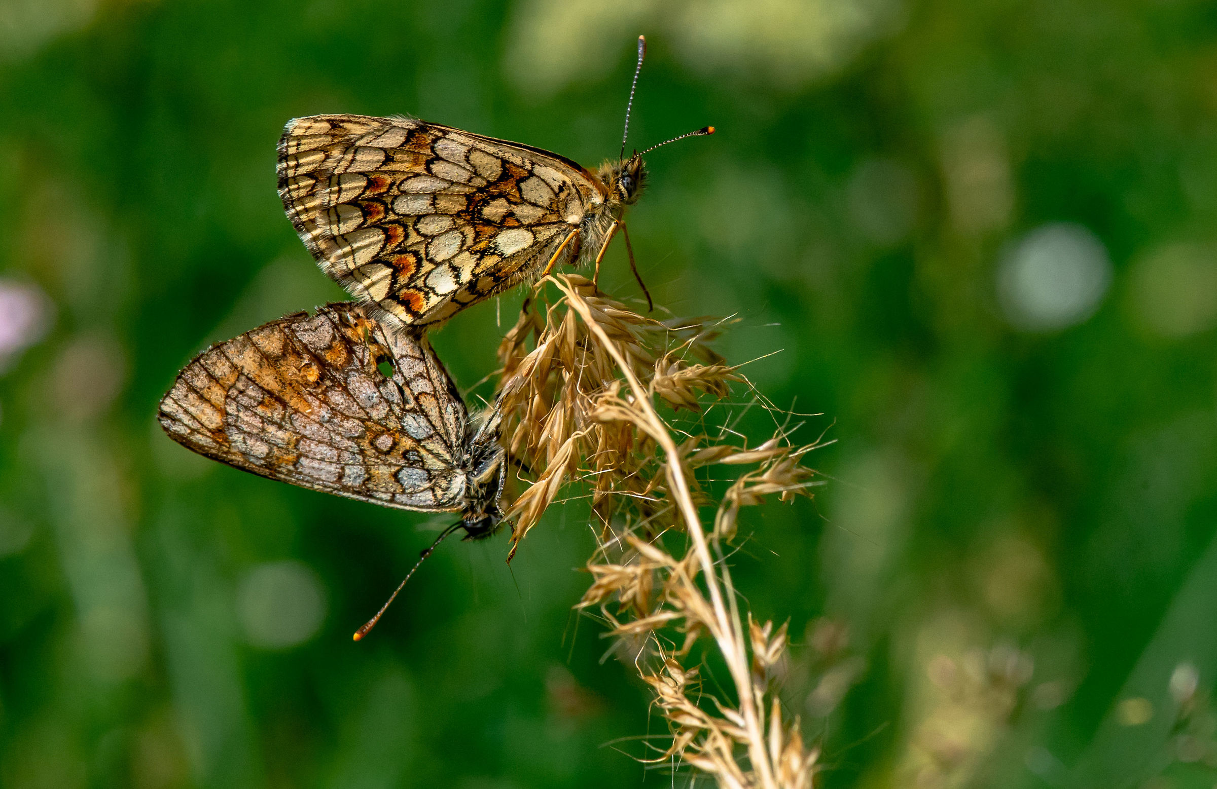 Accoppiamento di celadusse