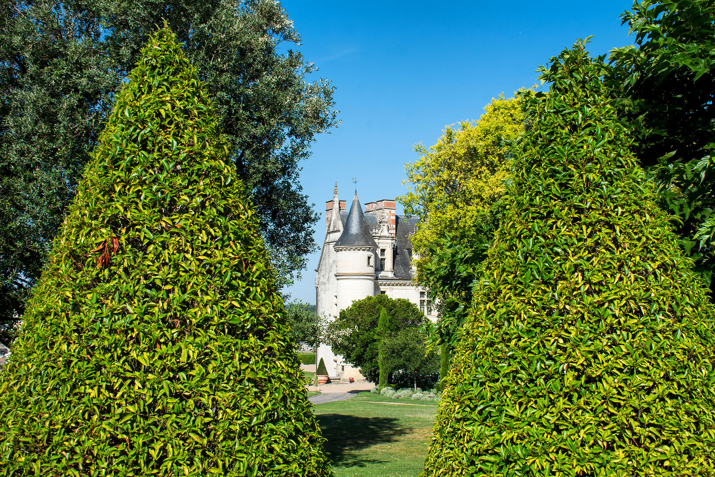 The three cones