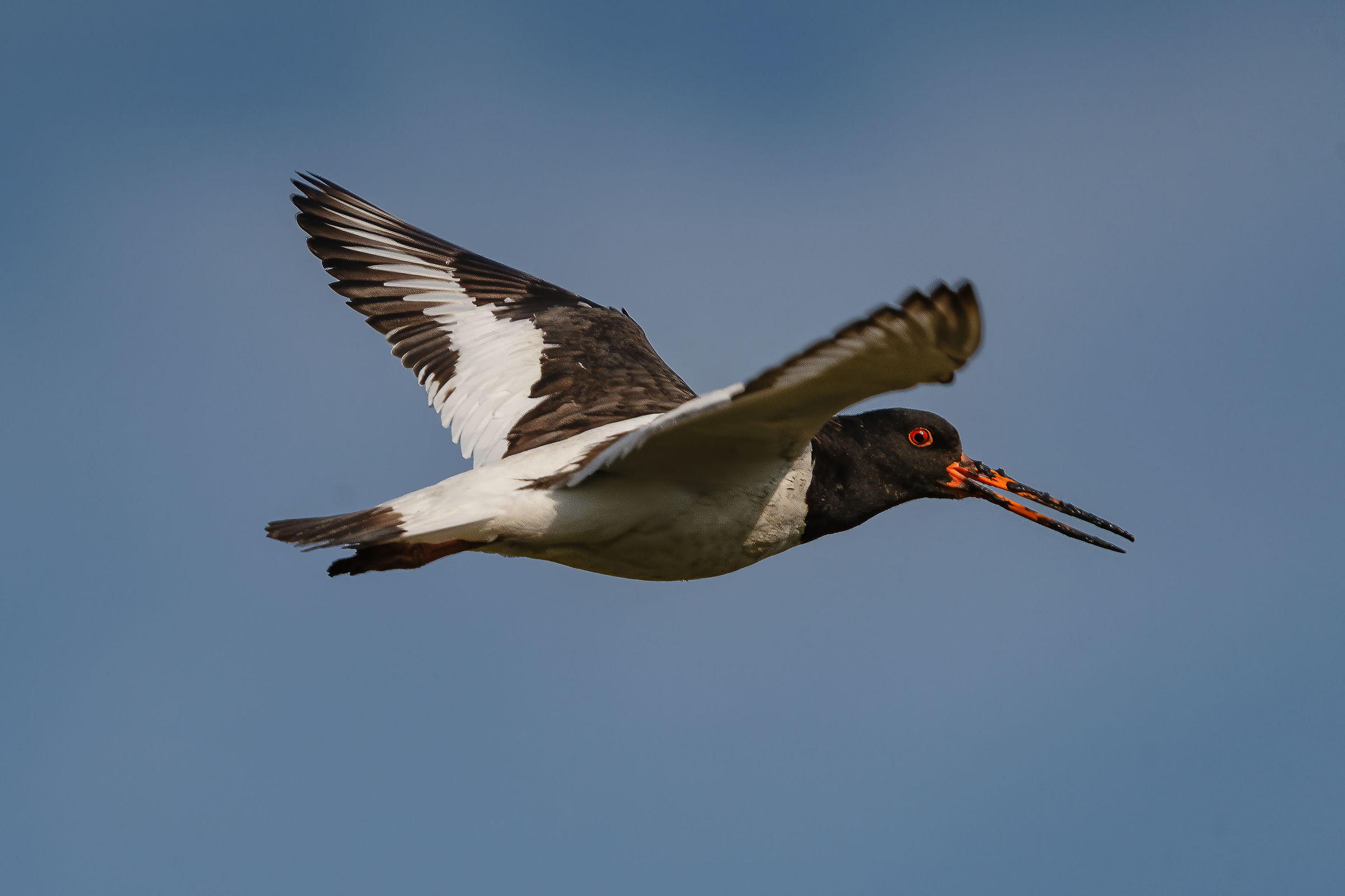 Millecampi Valley - Oystercatcher
