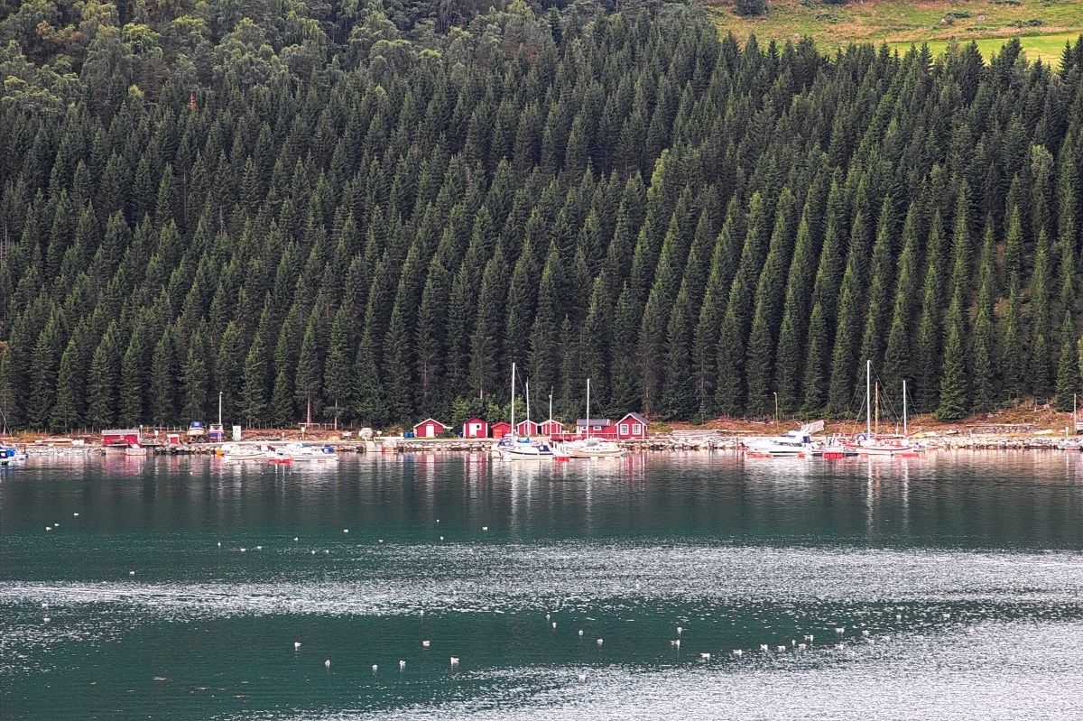 Sognenfjorden Kaupanger (Norway)