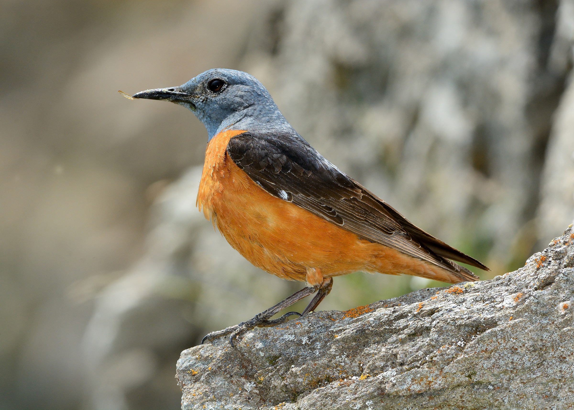 Male Rock Thrush (Monticola saxatillis)
