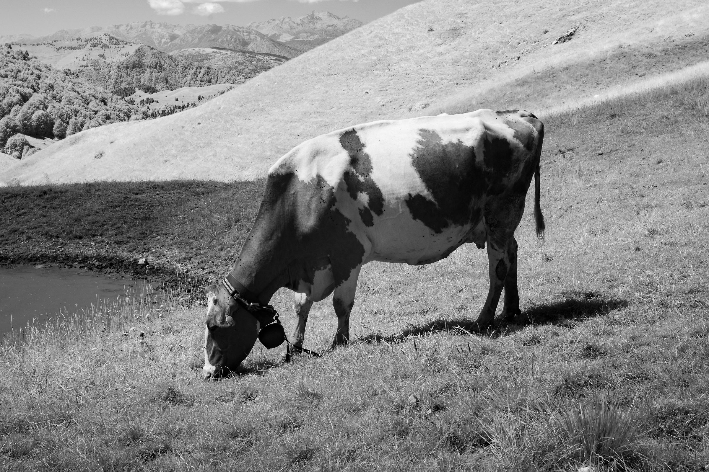 mucca in infrarosso