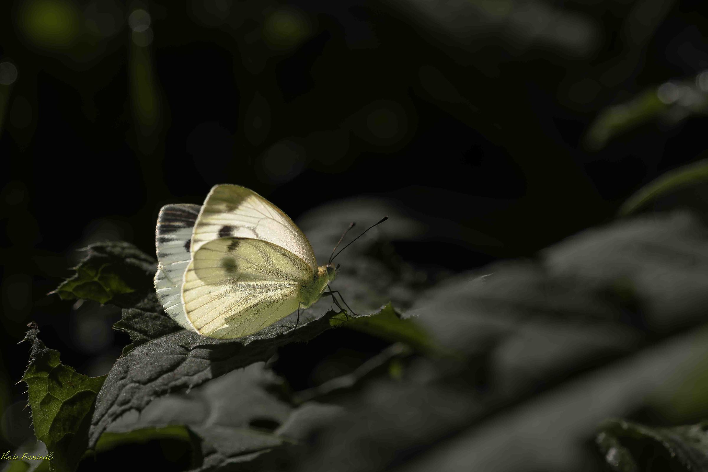 Backlight