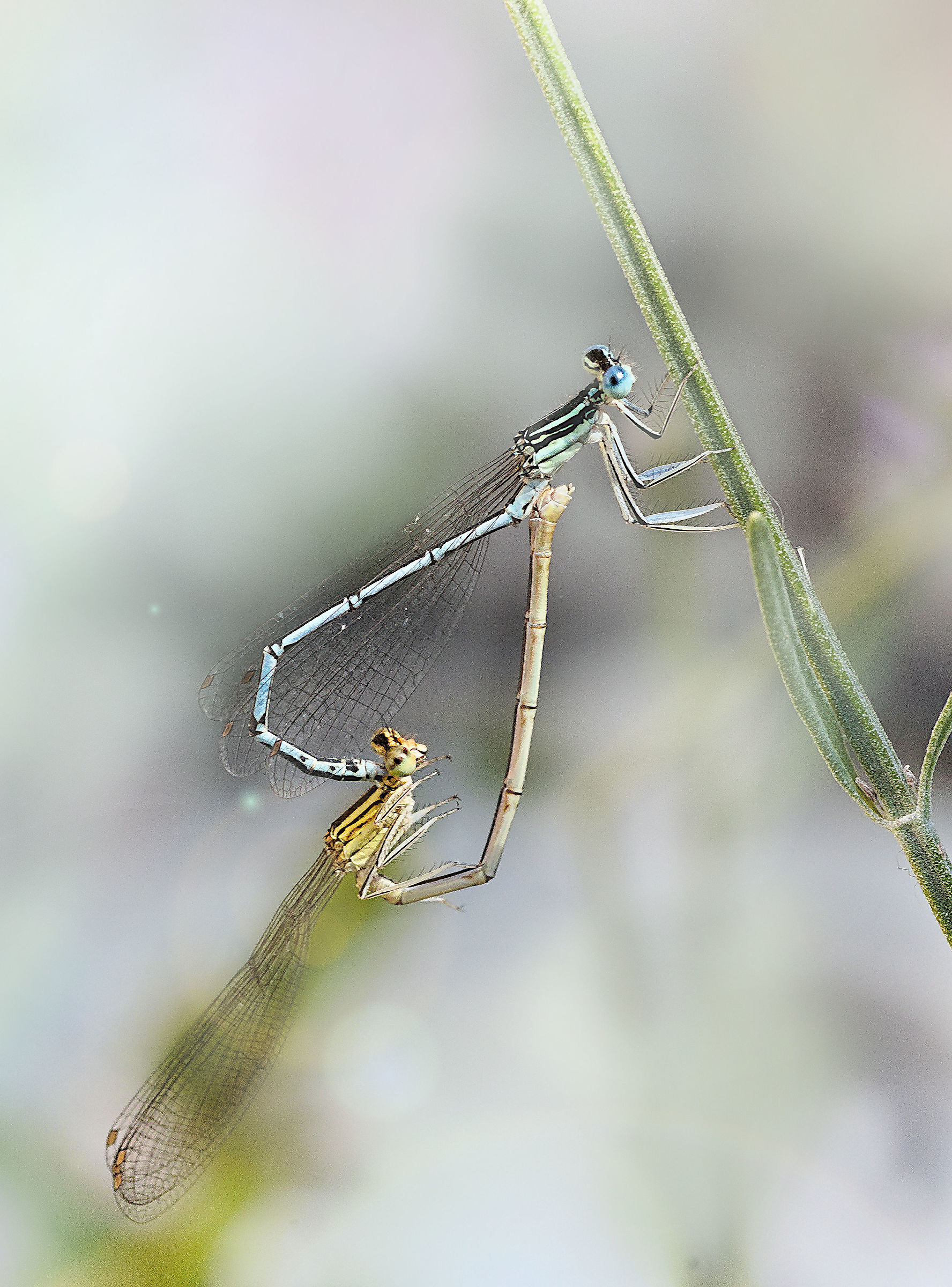 Libellula