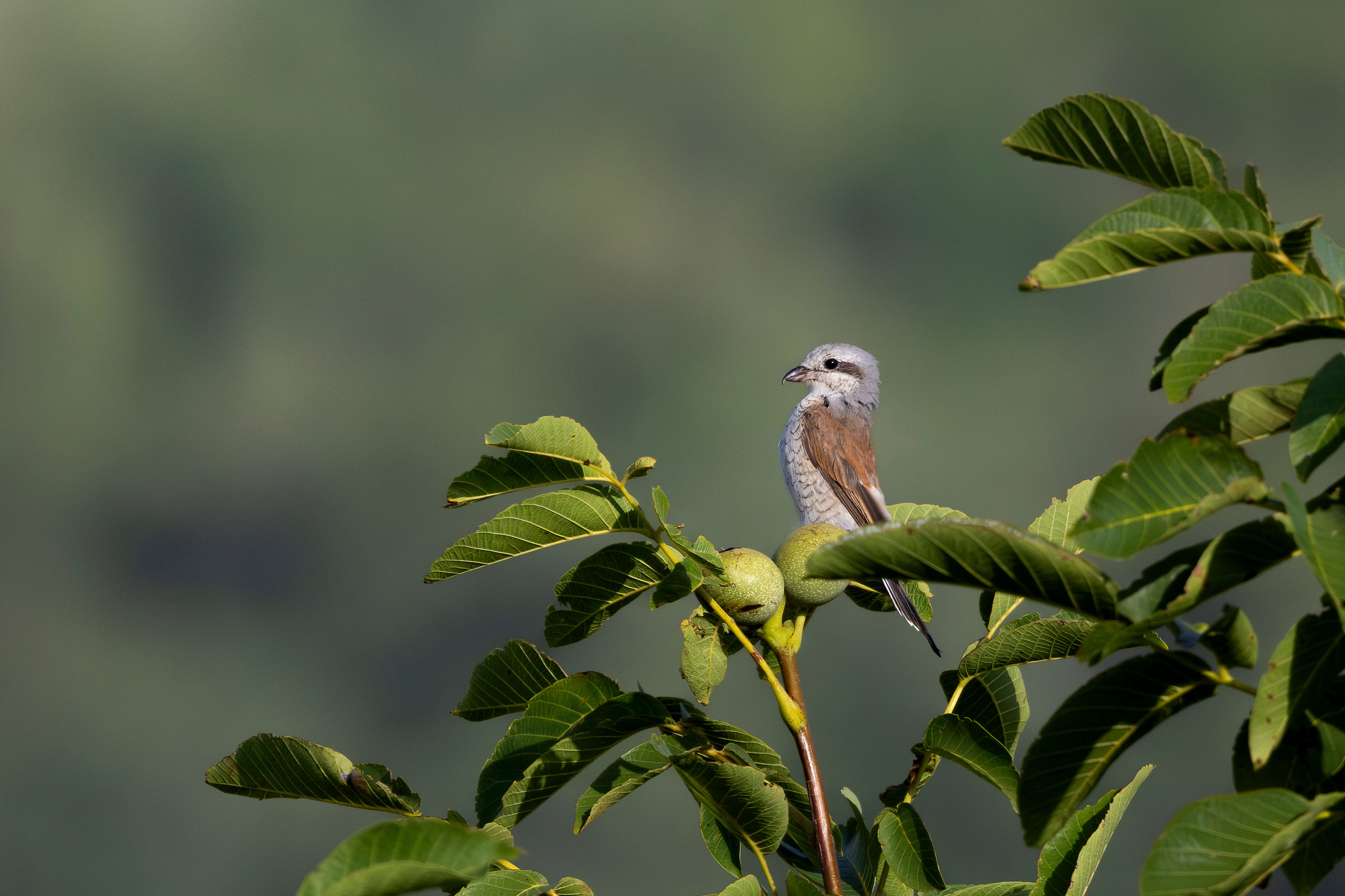 Small Shrike