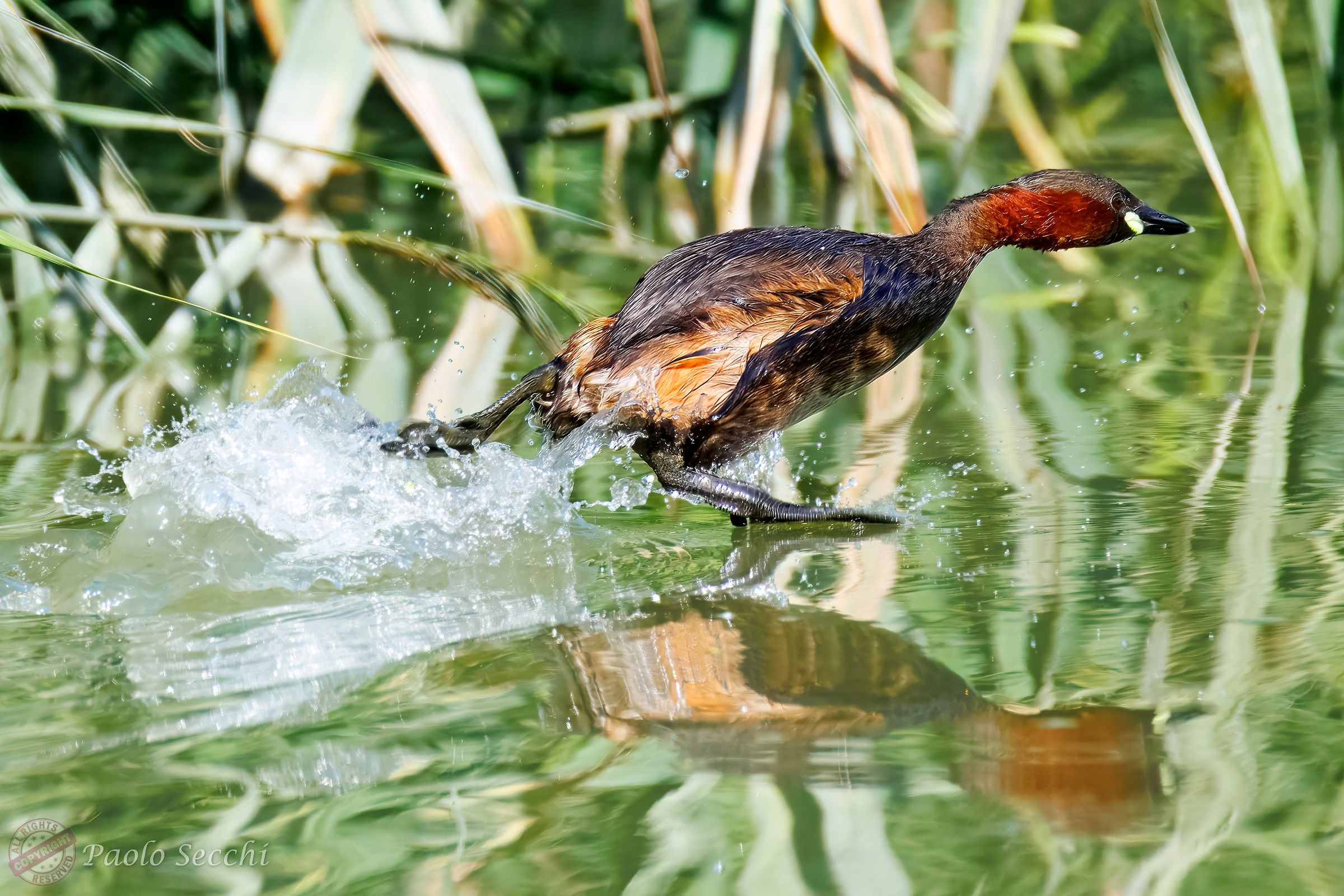 The escape of the little grebe