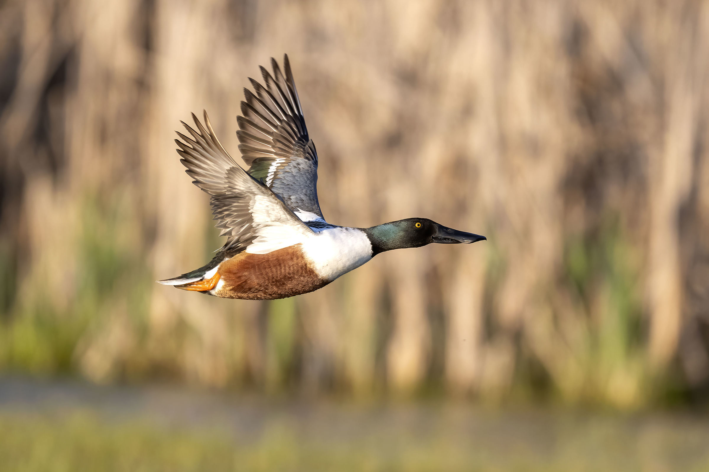 Shoveler