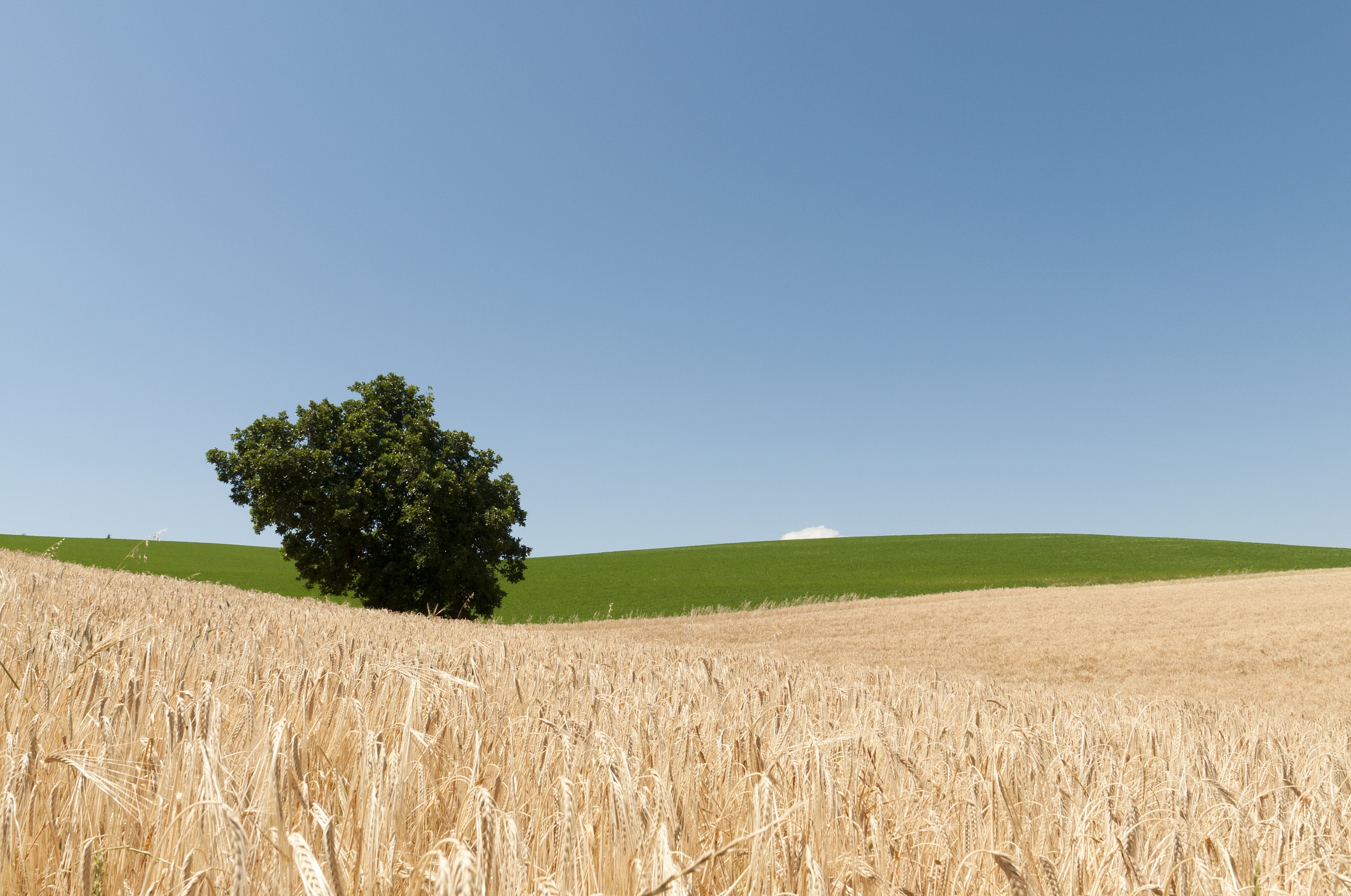 Wheat field in Terra del Sole (fc)