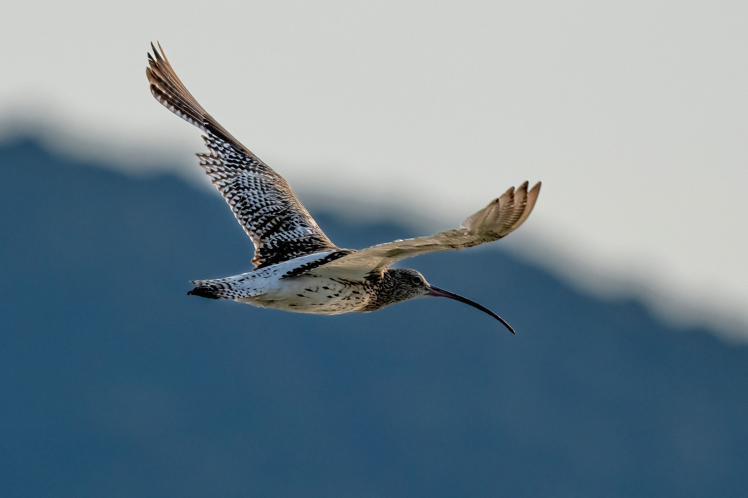 Chiurlo maggiore (Numenius arquata)