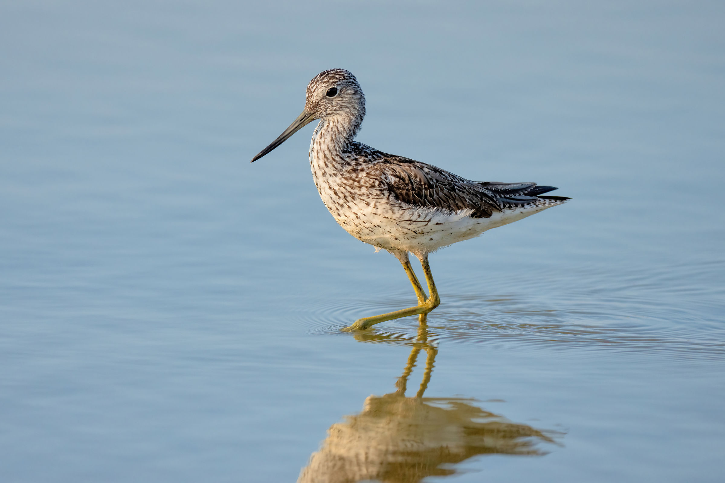 Pantana (Tringa nebularia)