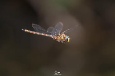 Anisoptera