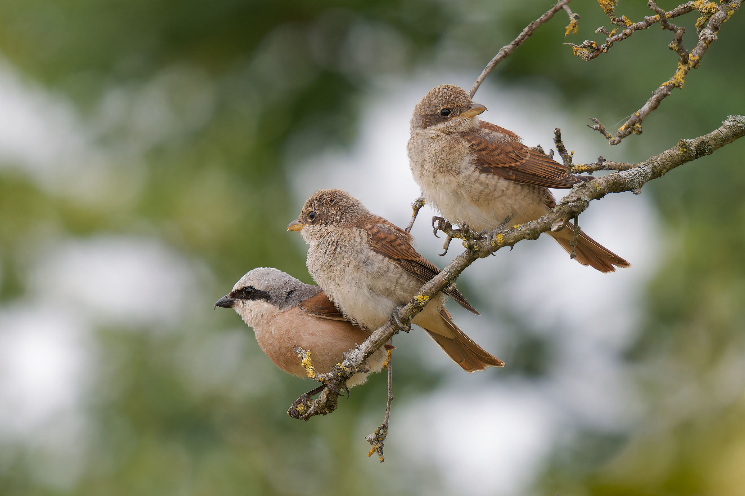 red backed shrike family