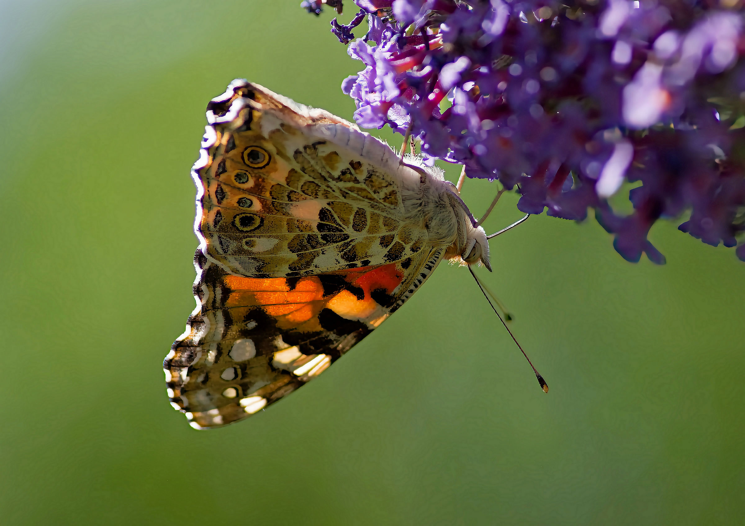 Vanessa cardui.