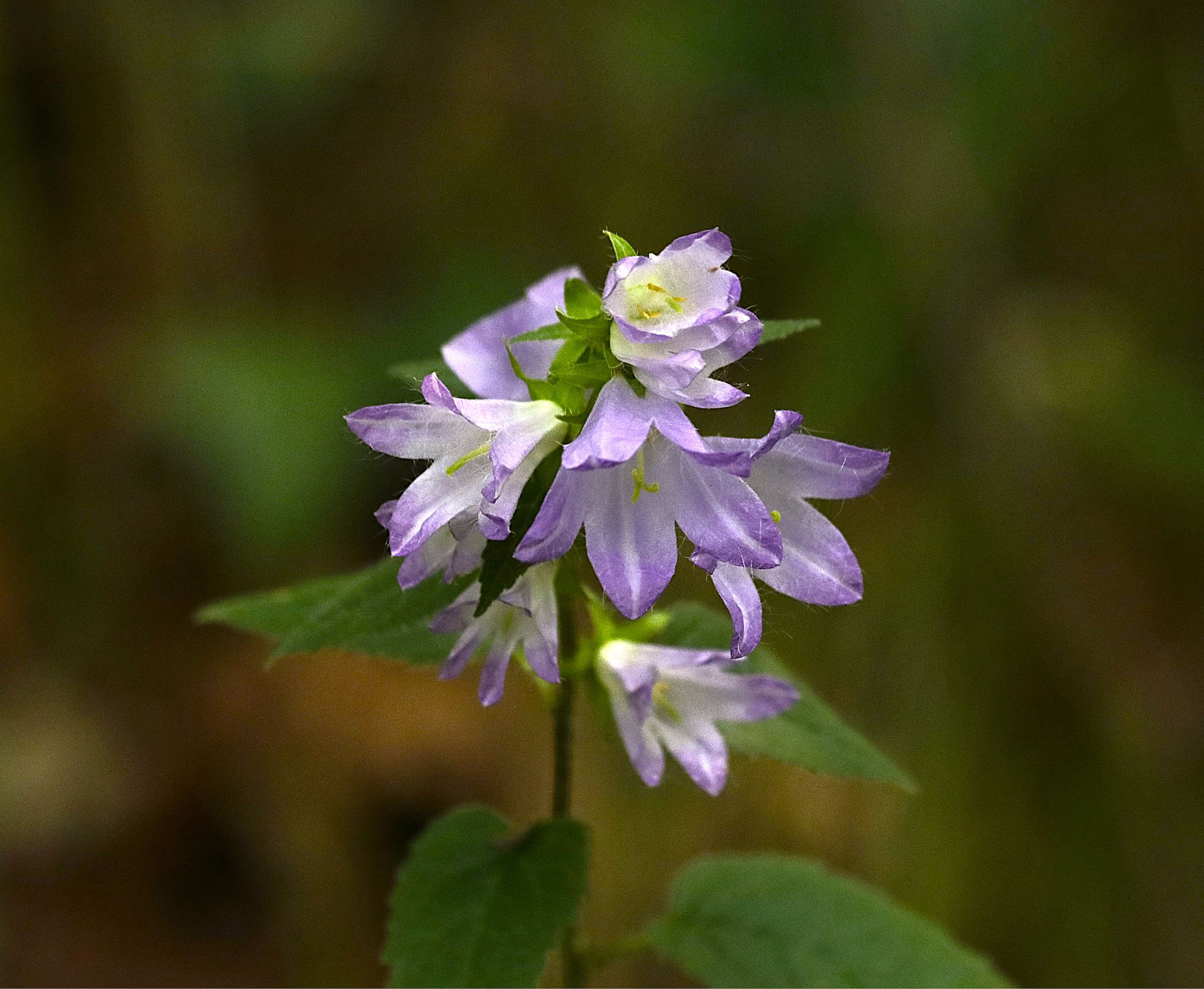 campanula lactiflora