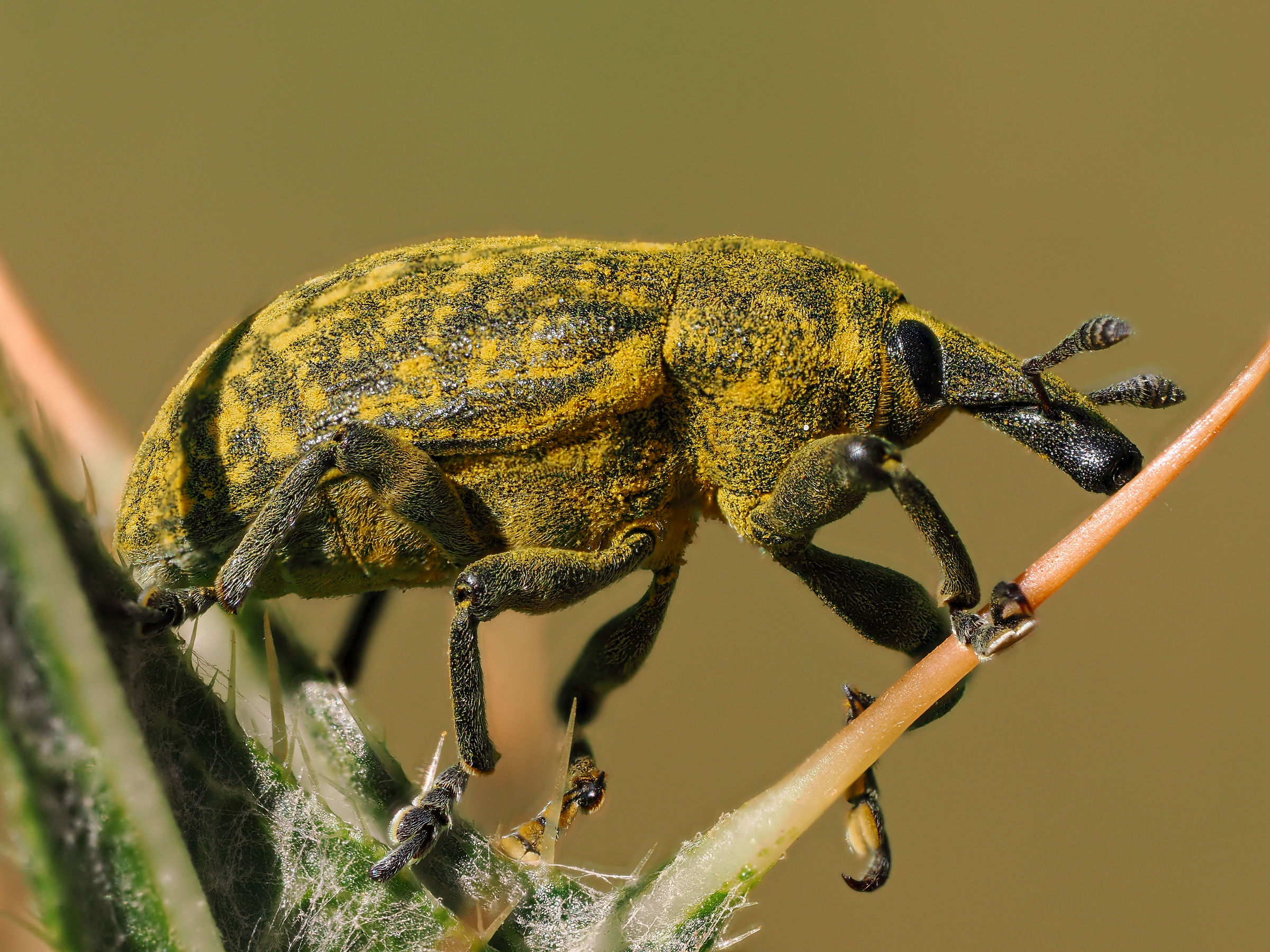 Impollinato!