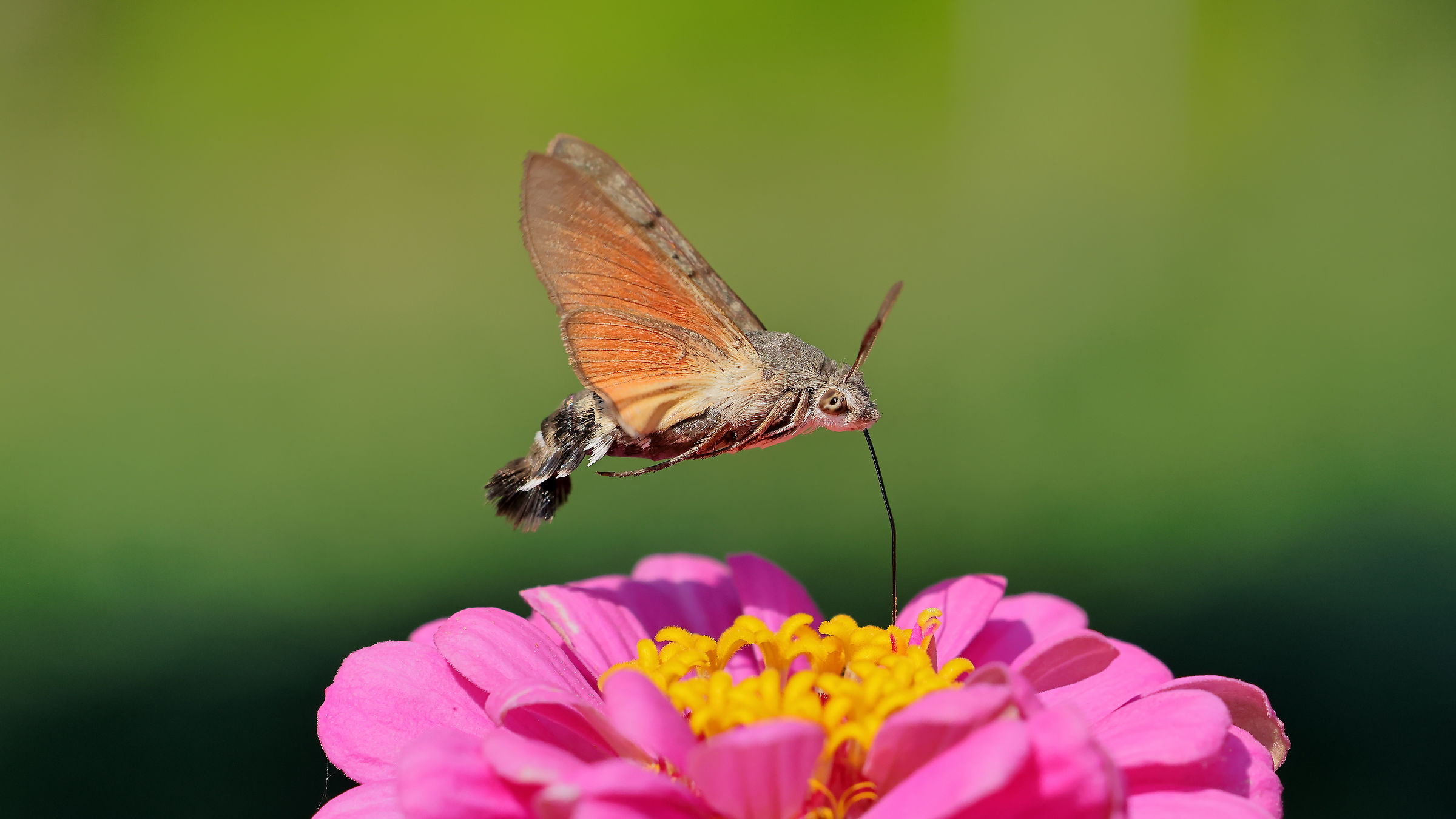 Galium Sphinx