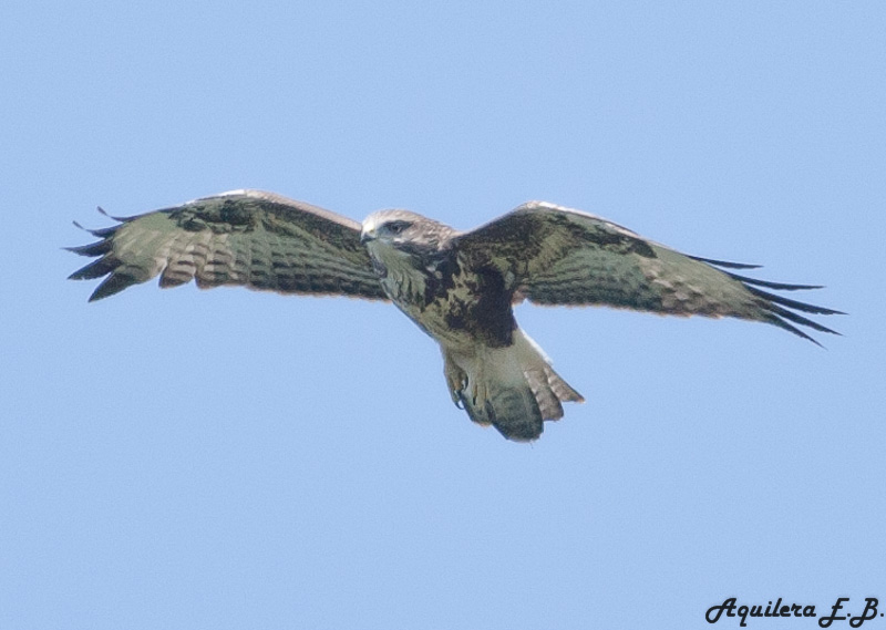 Poiana (Buteo buteo)