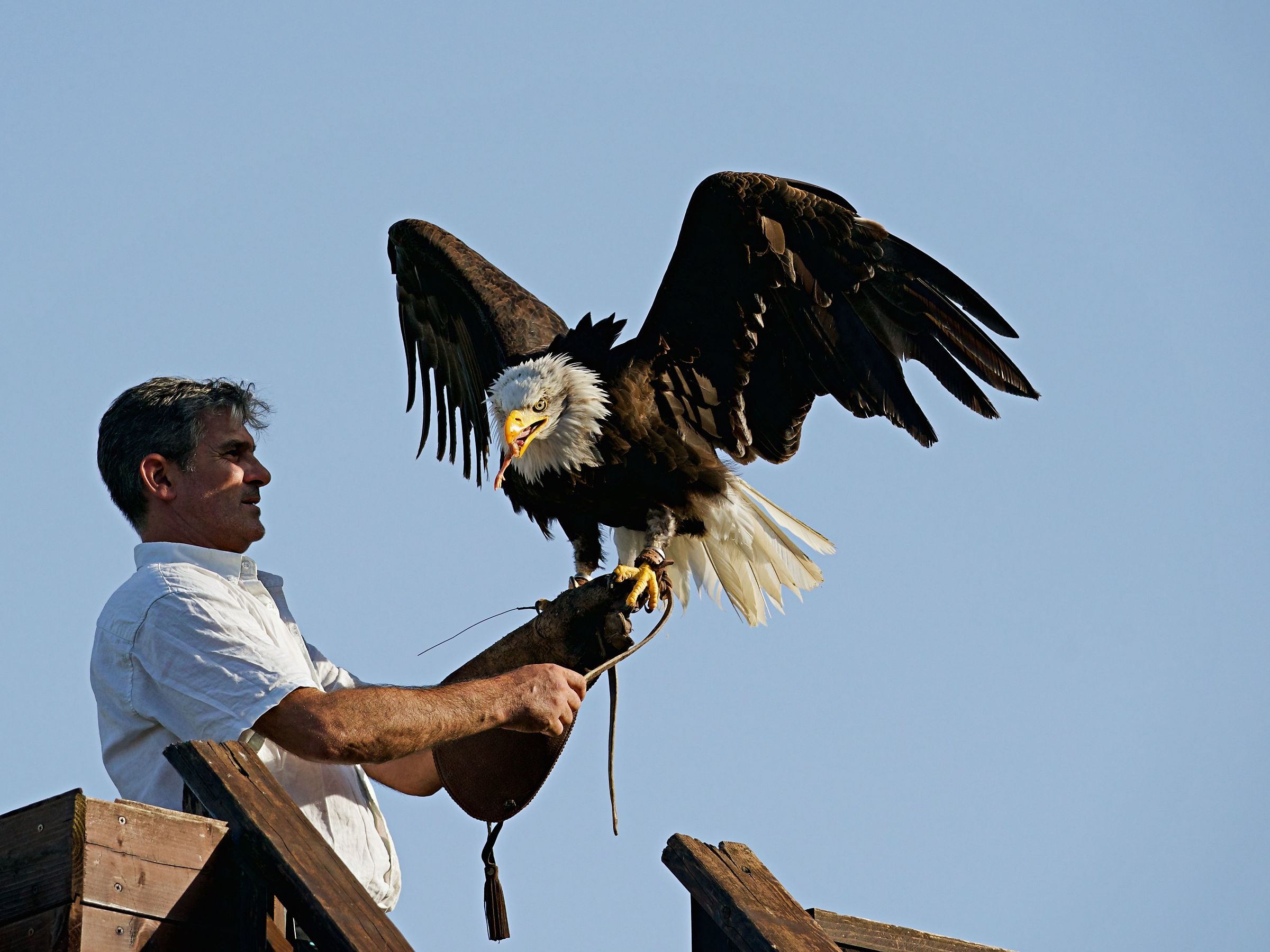 Falconeria "Teatro dell'aria Gradara"