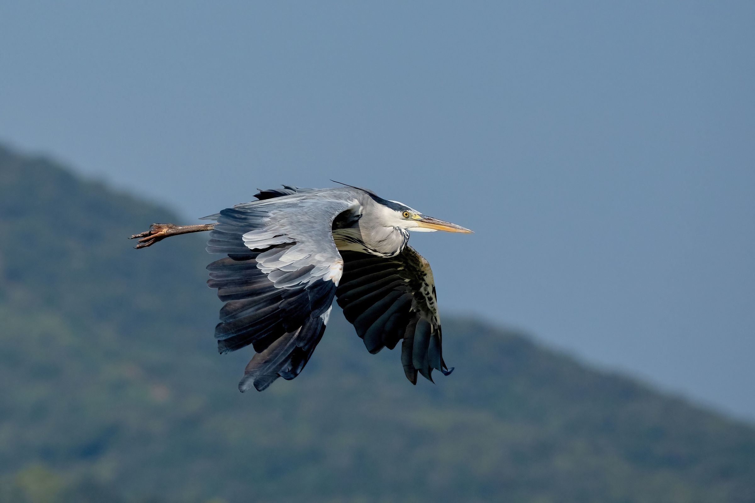 Airone cenerino (Ardea cinerea)