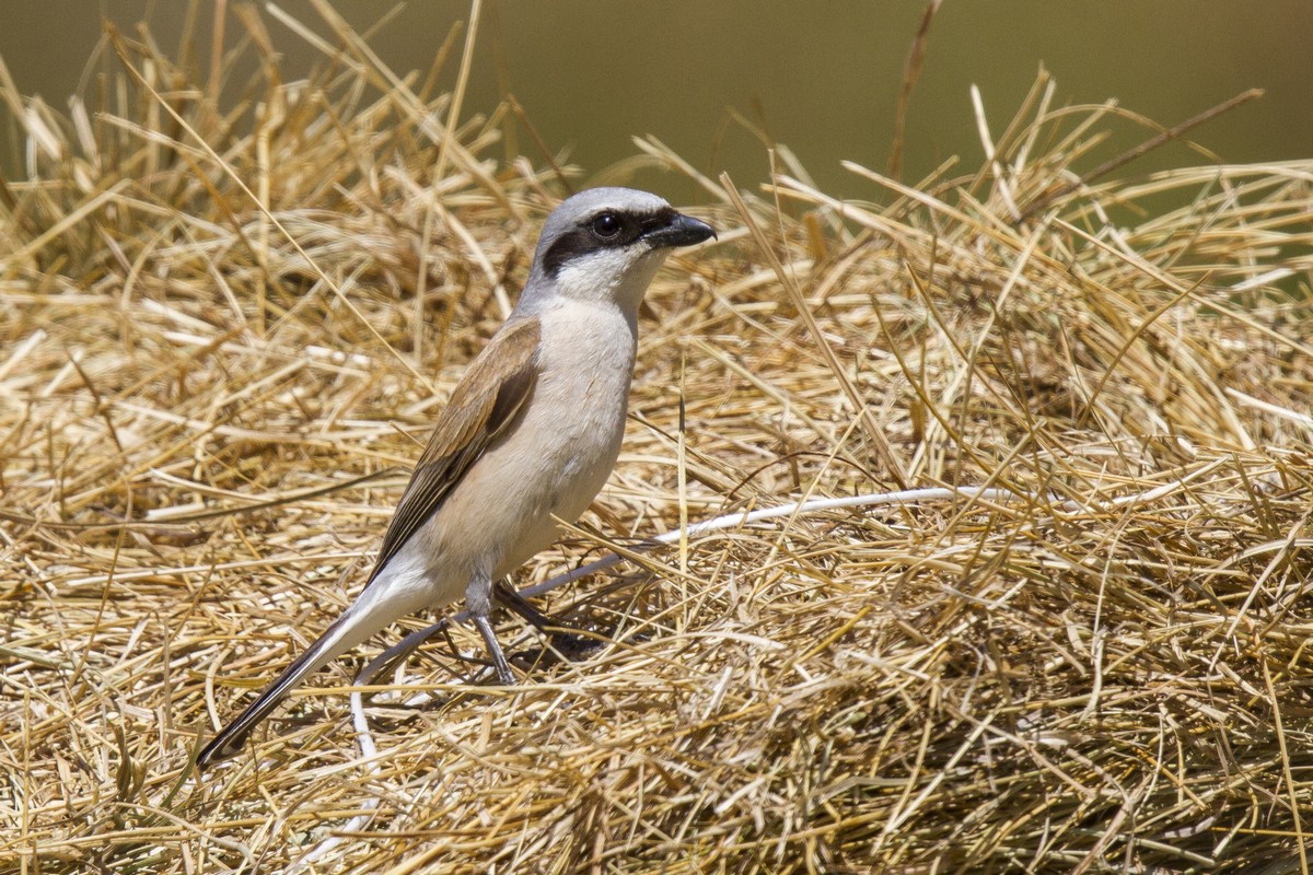 Shrike