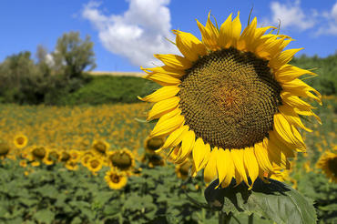 Campagna