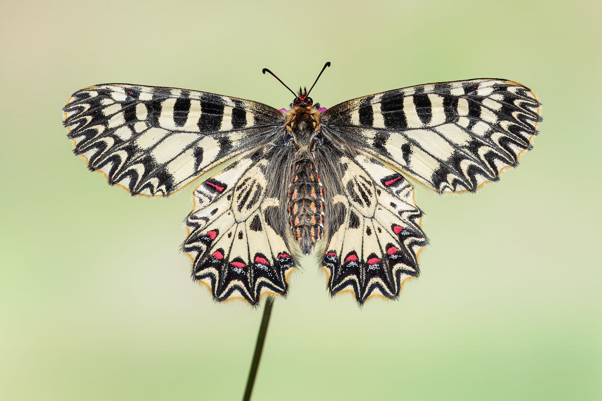 Zerynthia polyxena