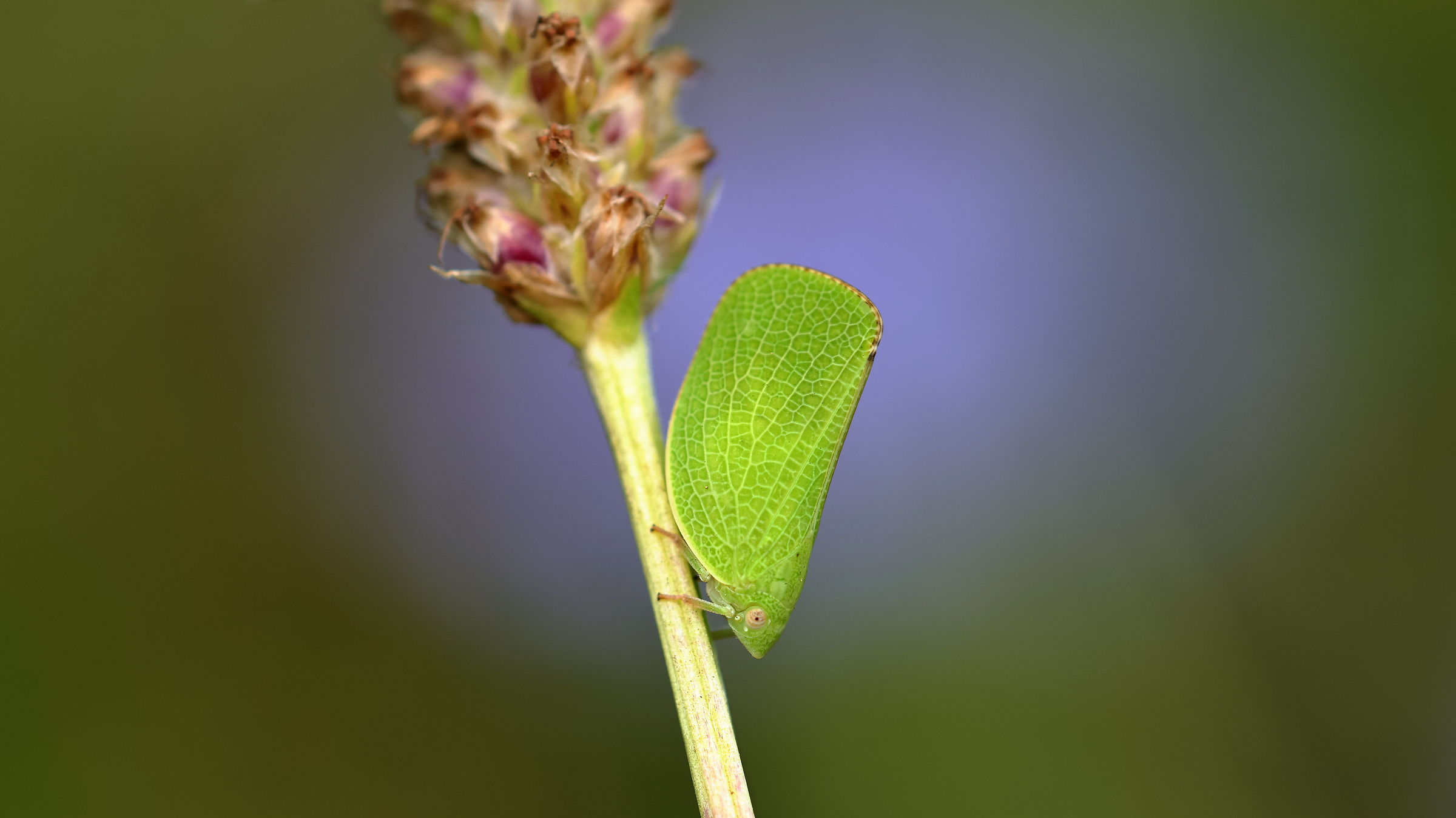 Acanalonia