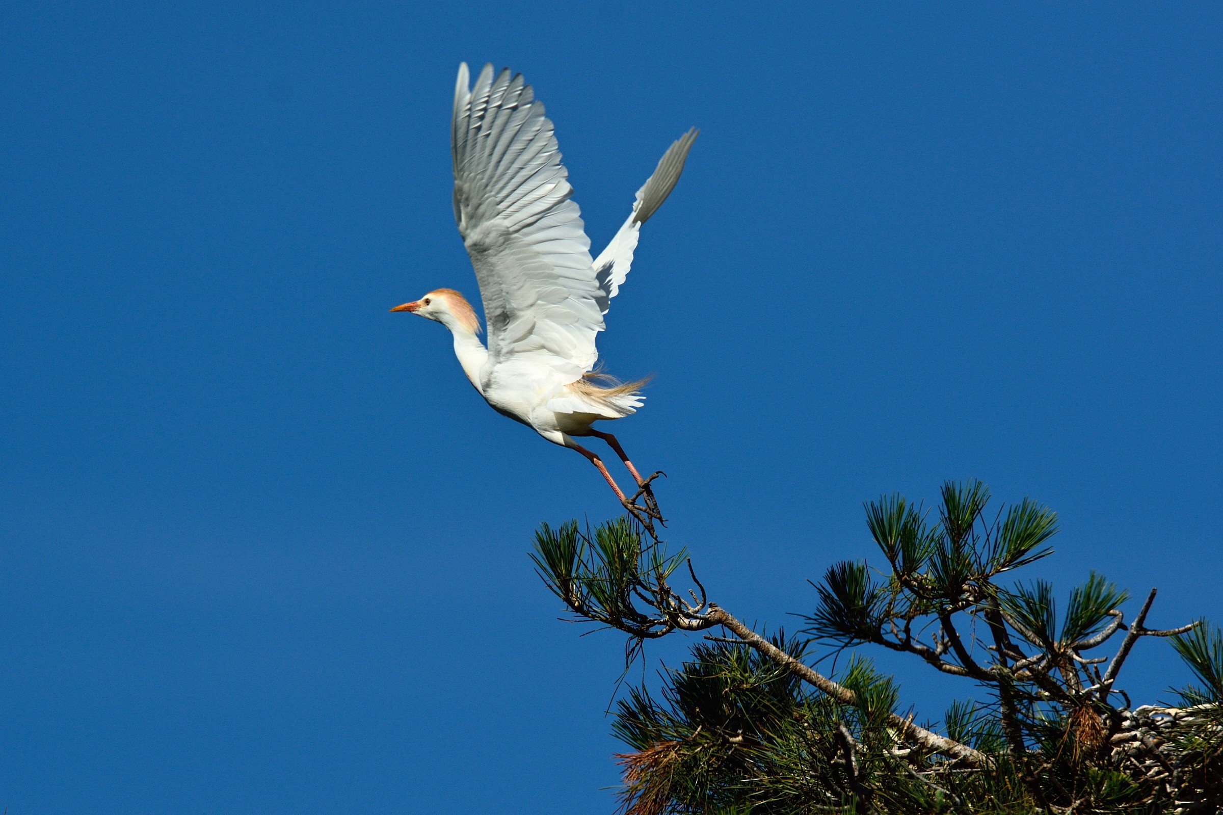 Cattle Egret