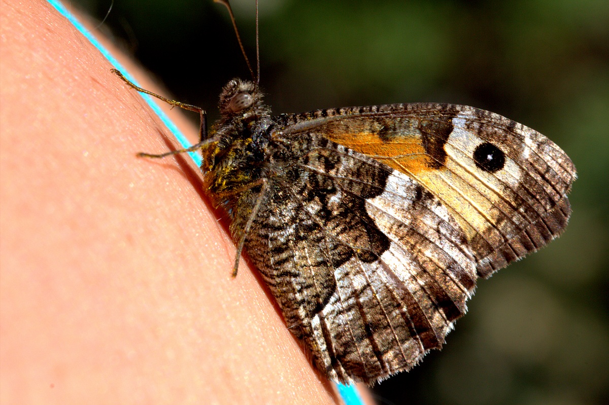 The butterfly on her shoulder