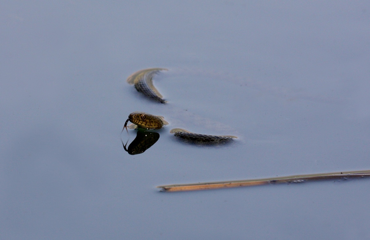 water snake