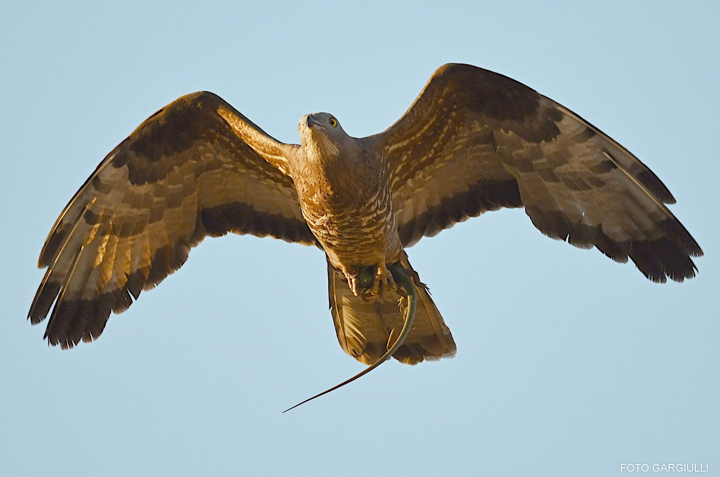 Raro scatto di falco pecchiaiolo con ramarro